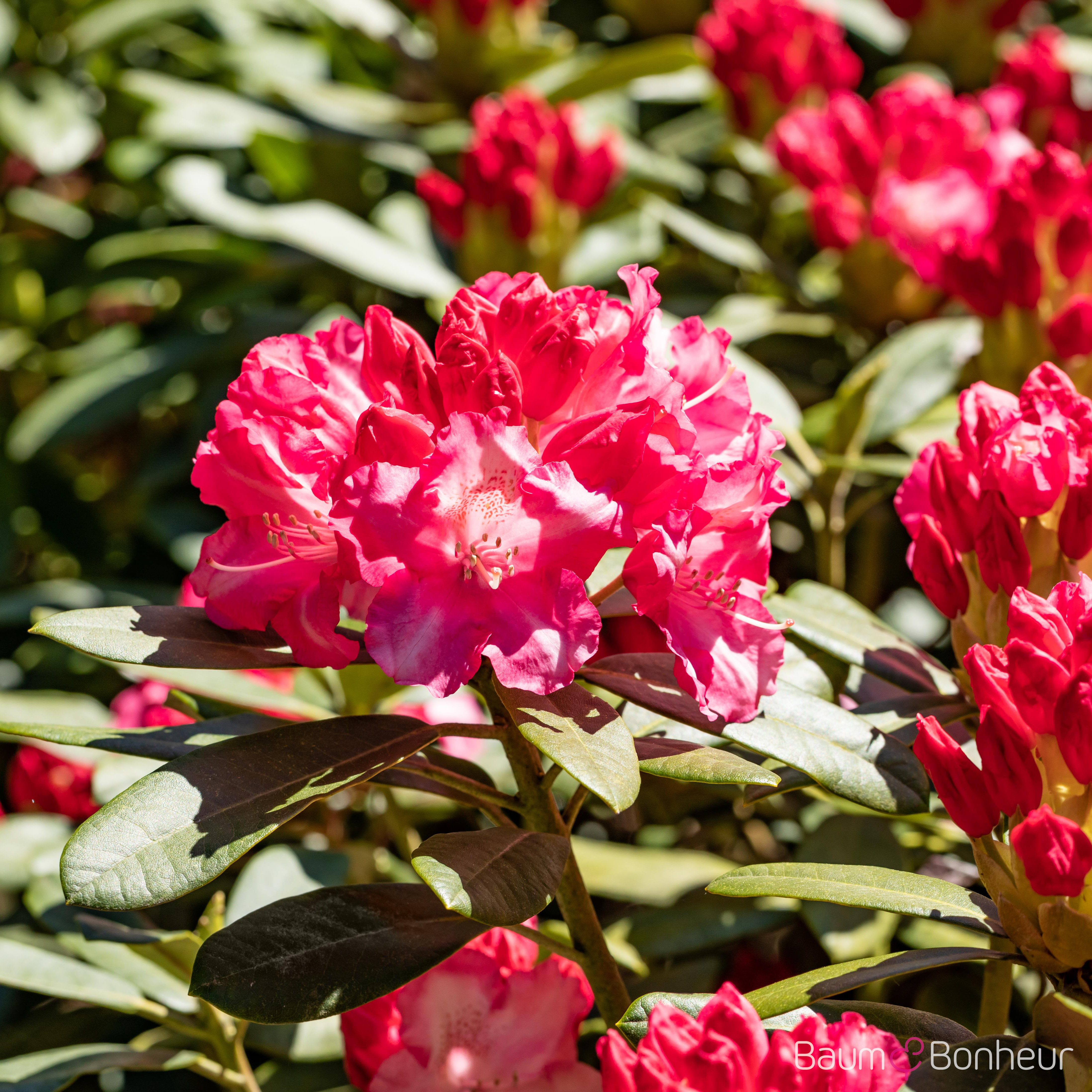 Rhododendron yakushimanum 'Rosa Wolke'