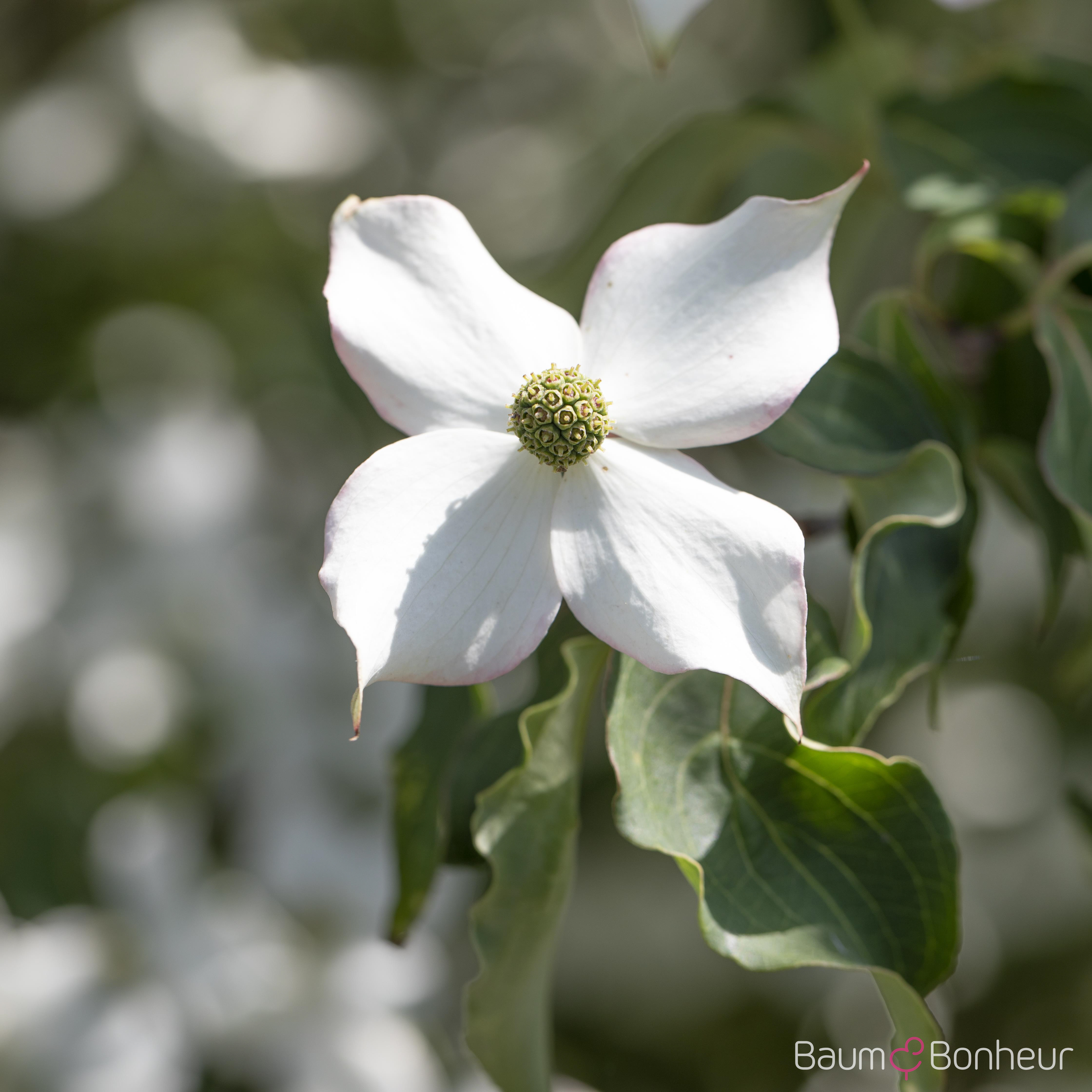 Cornus kousa 'Cappuccino'