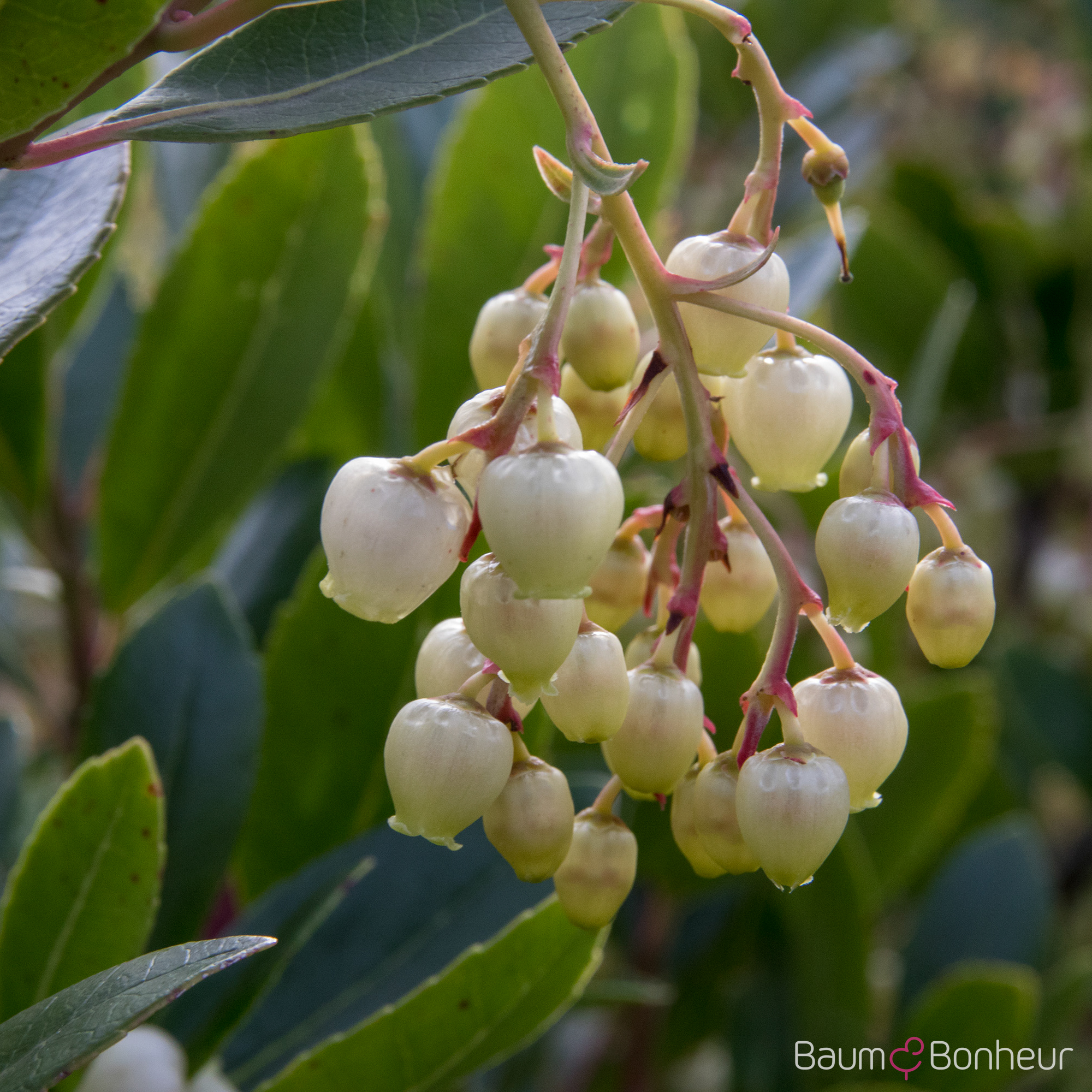 Arbutus unedo