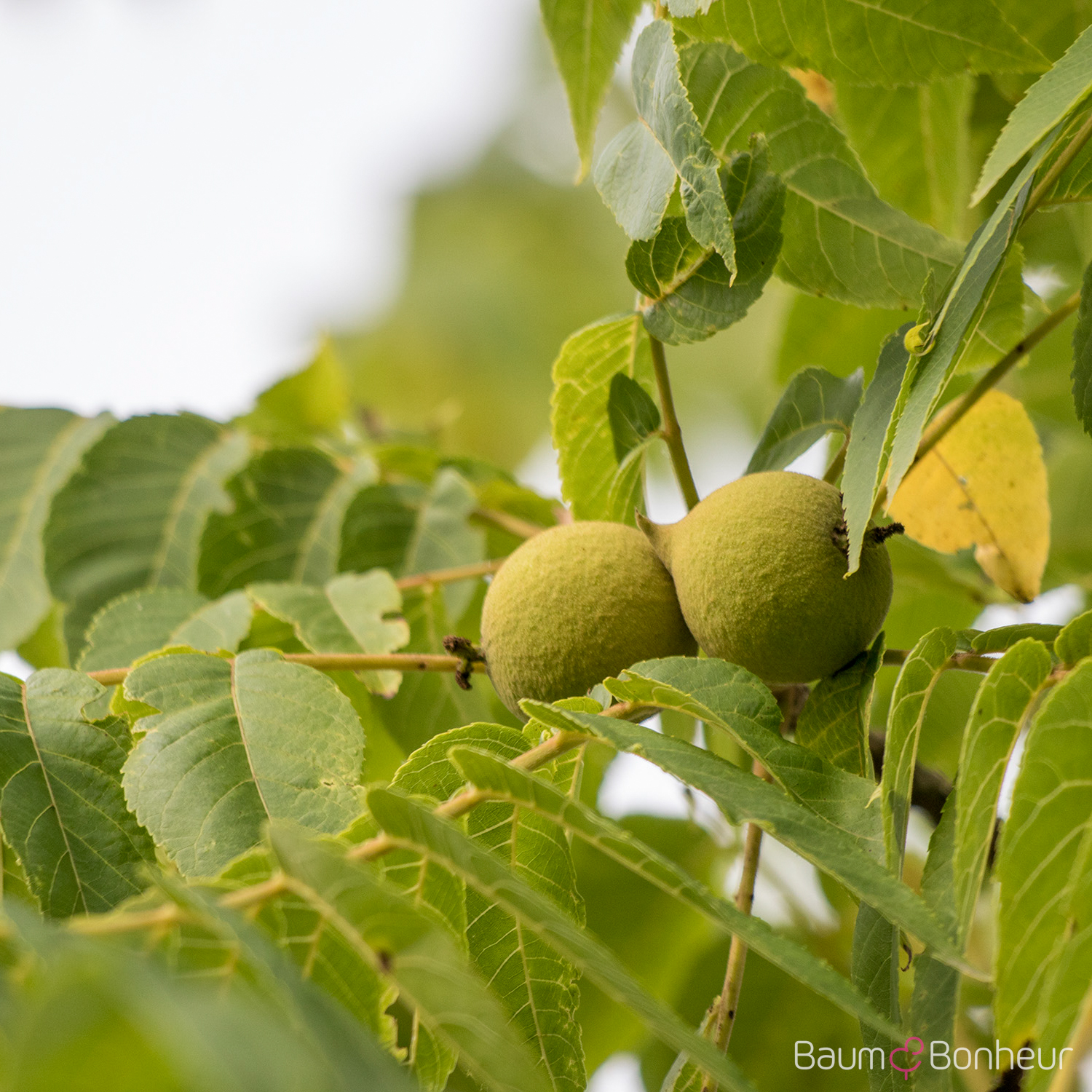 Juglans nigra