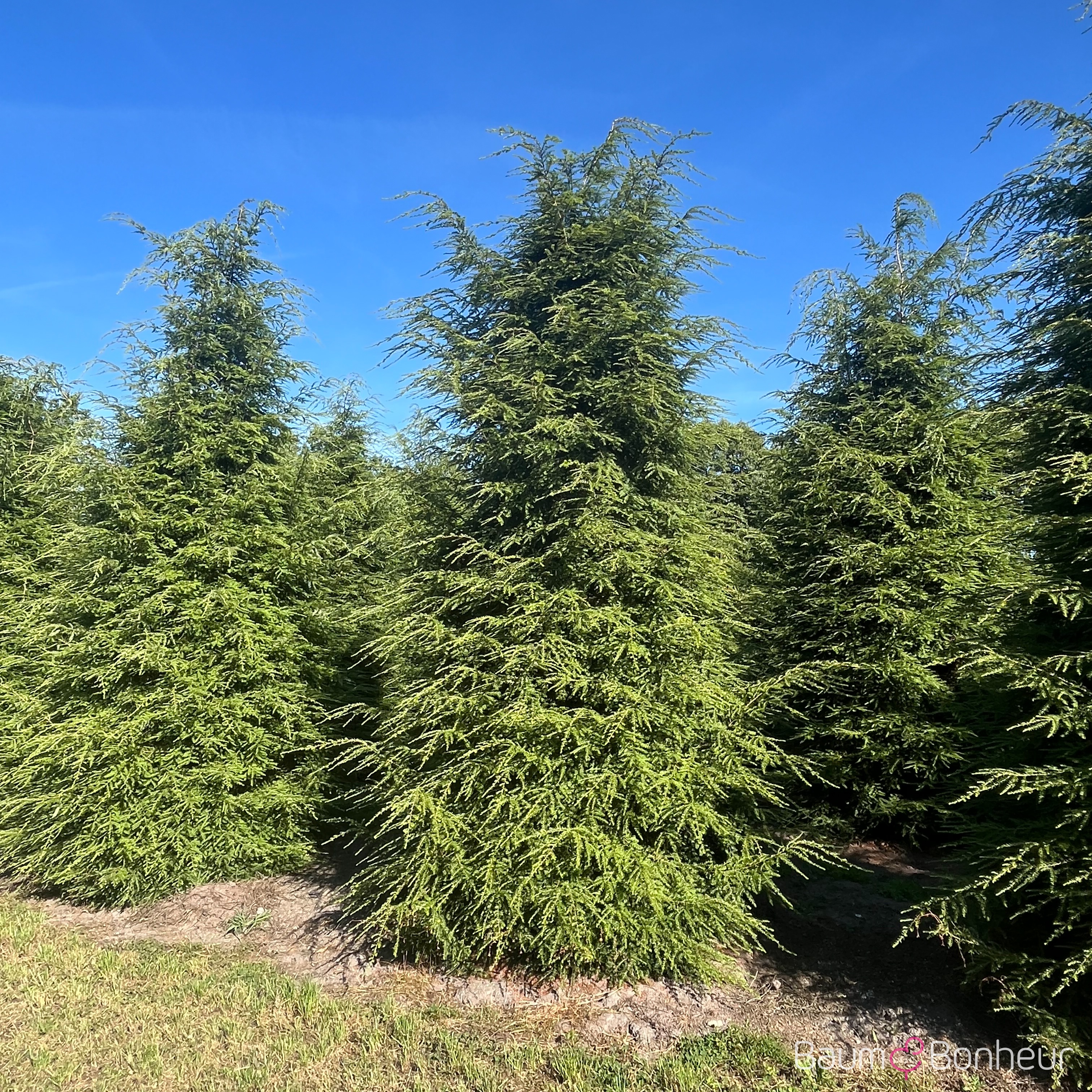 Tsuga canadensis