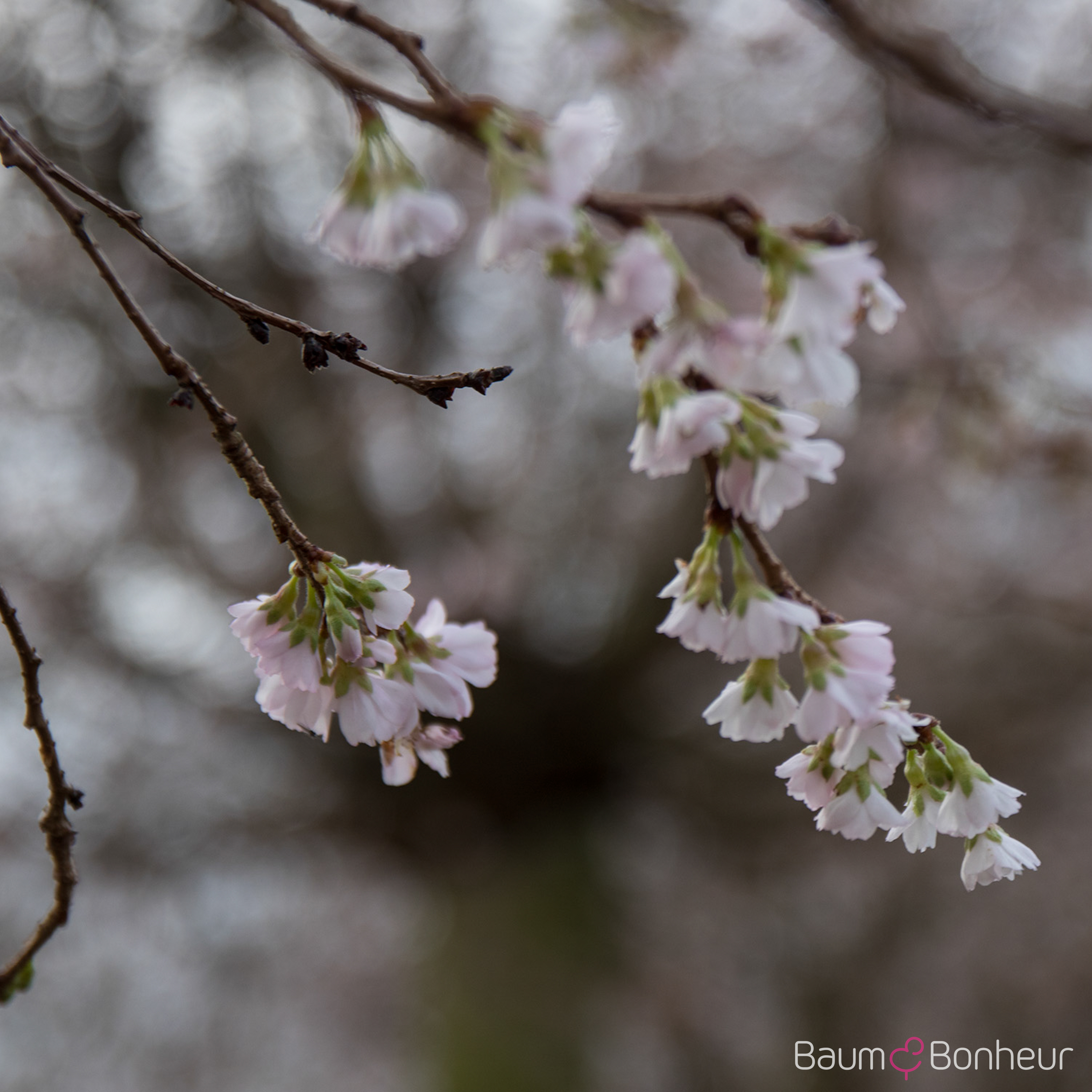 Prunus subhirtella 'Autumnalis Rosea'