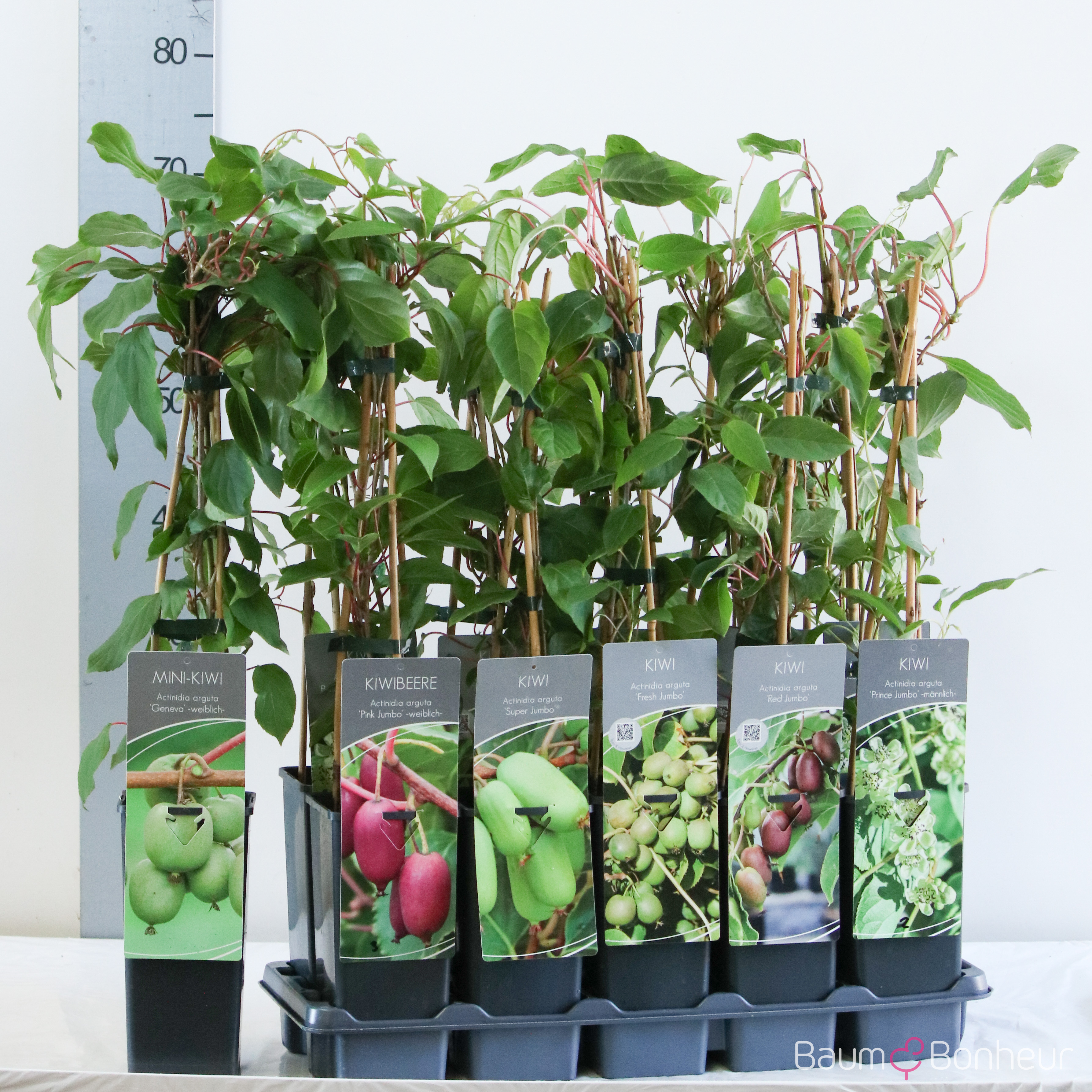 Actinidia arguta