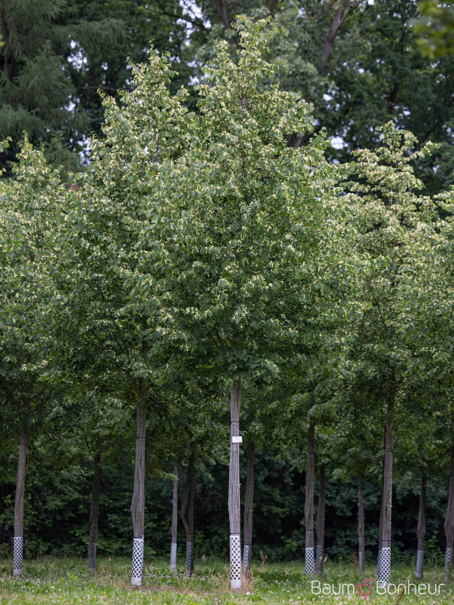 Tilia cordata 'Greenspire'