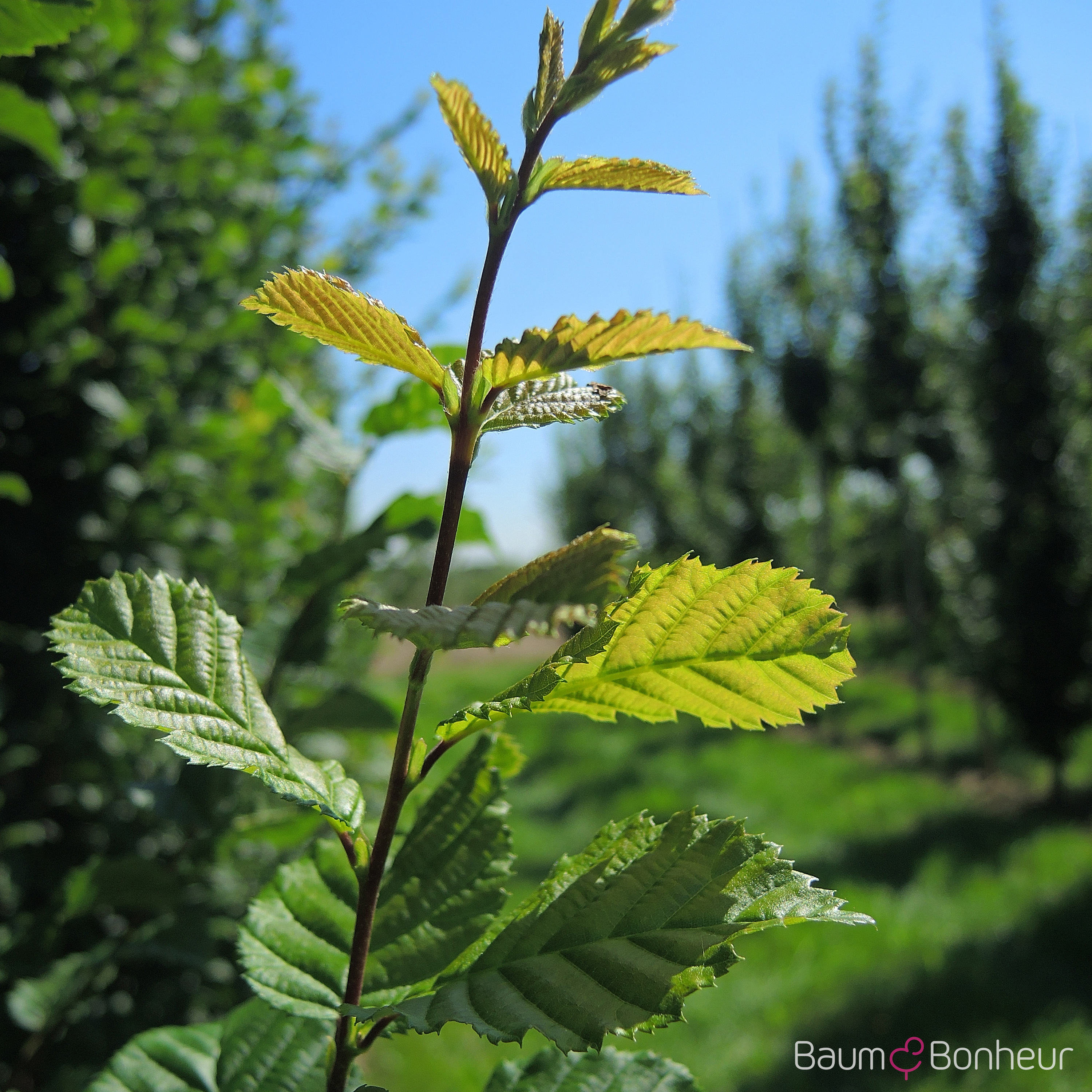 Carpinus betulus 'Lucas'