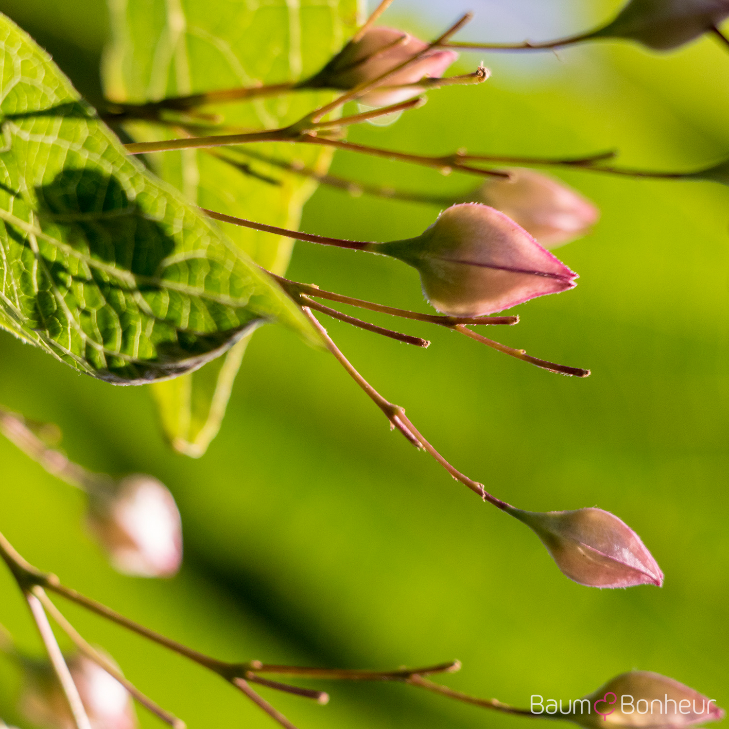 Clerodendrum trichotomum var. fargesii