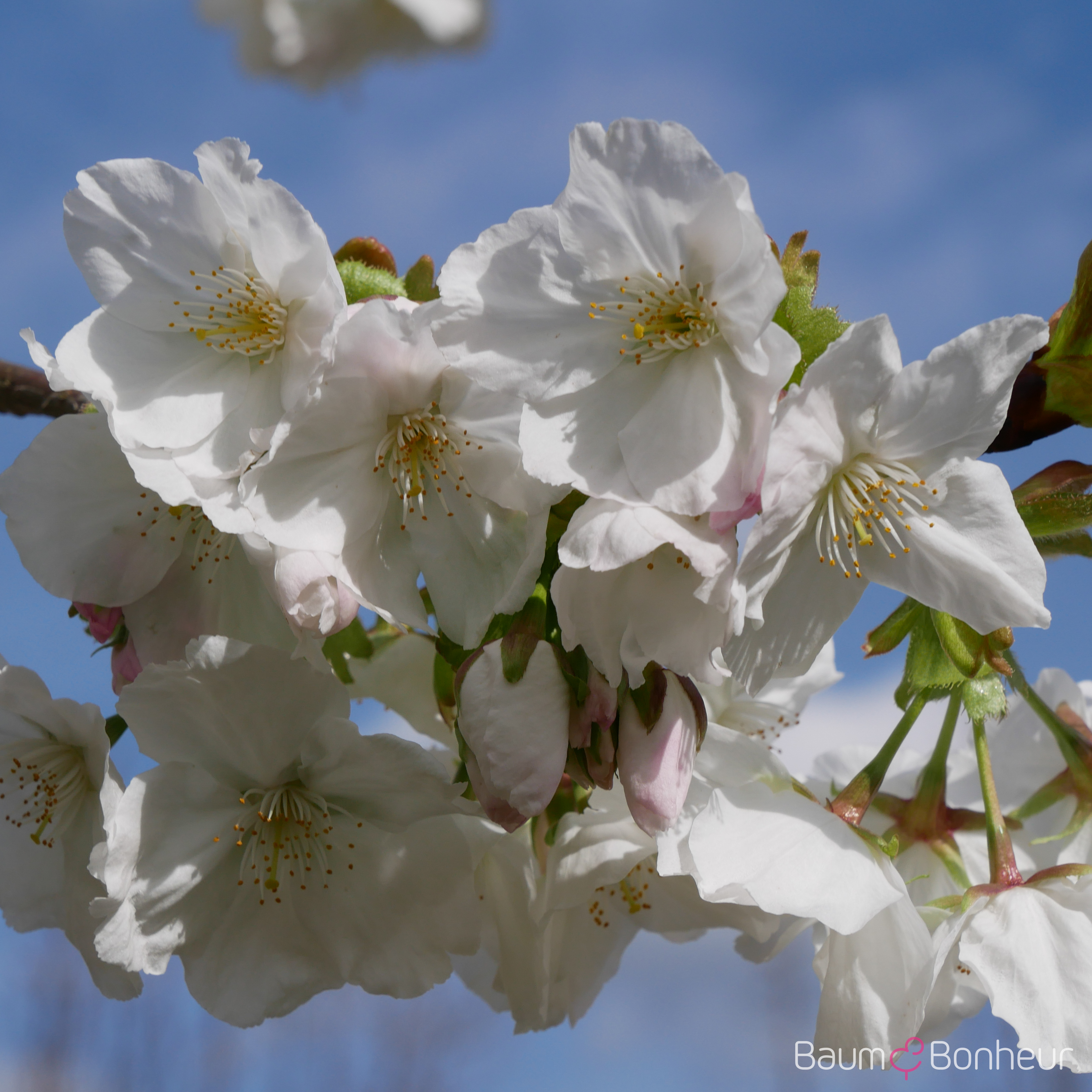 Prunus serrulata 'Taihaku'