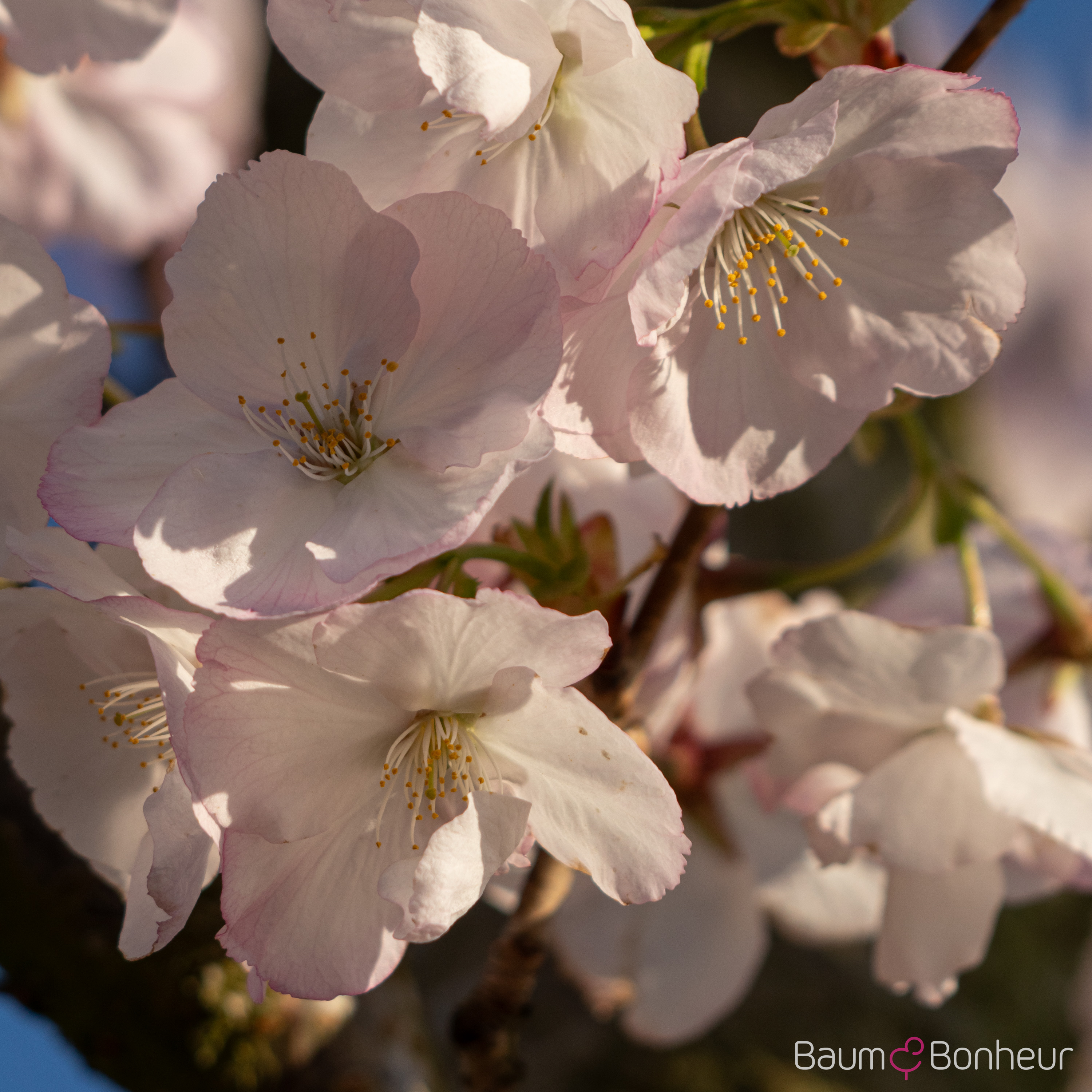Prunus 'Sunset Boulevard'