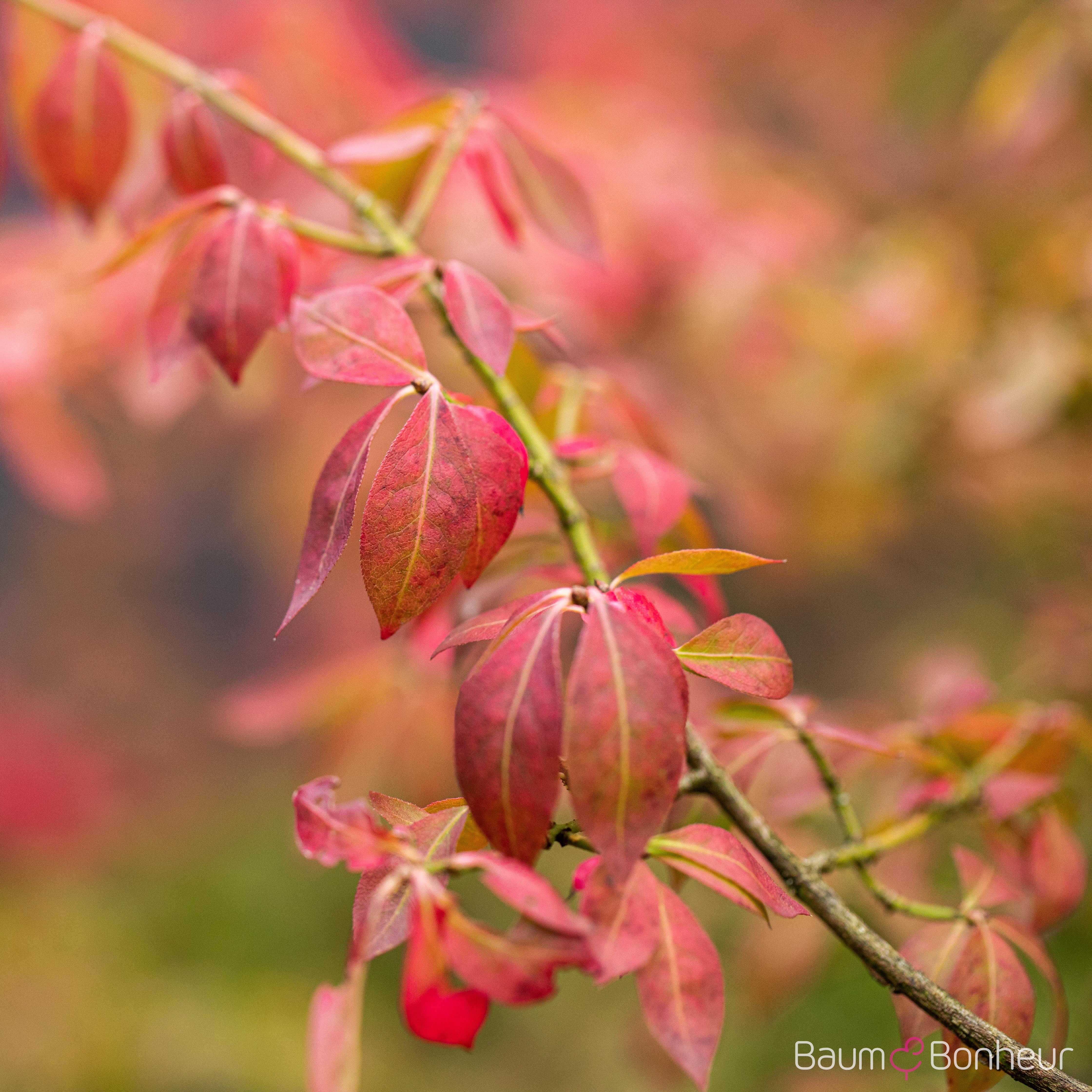 Euonymus fortunei 'Coloratus'