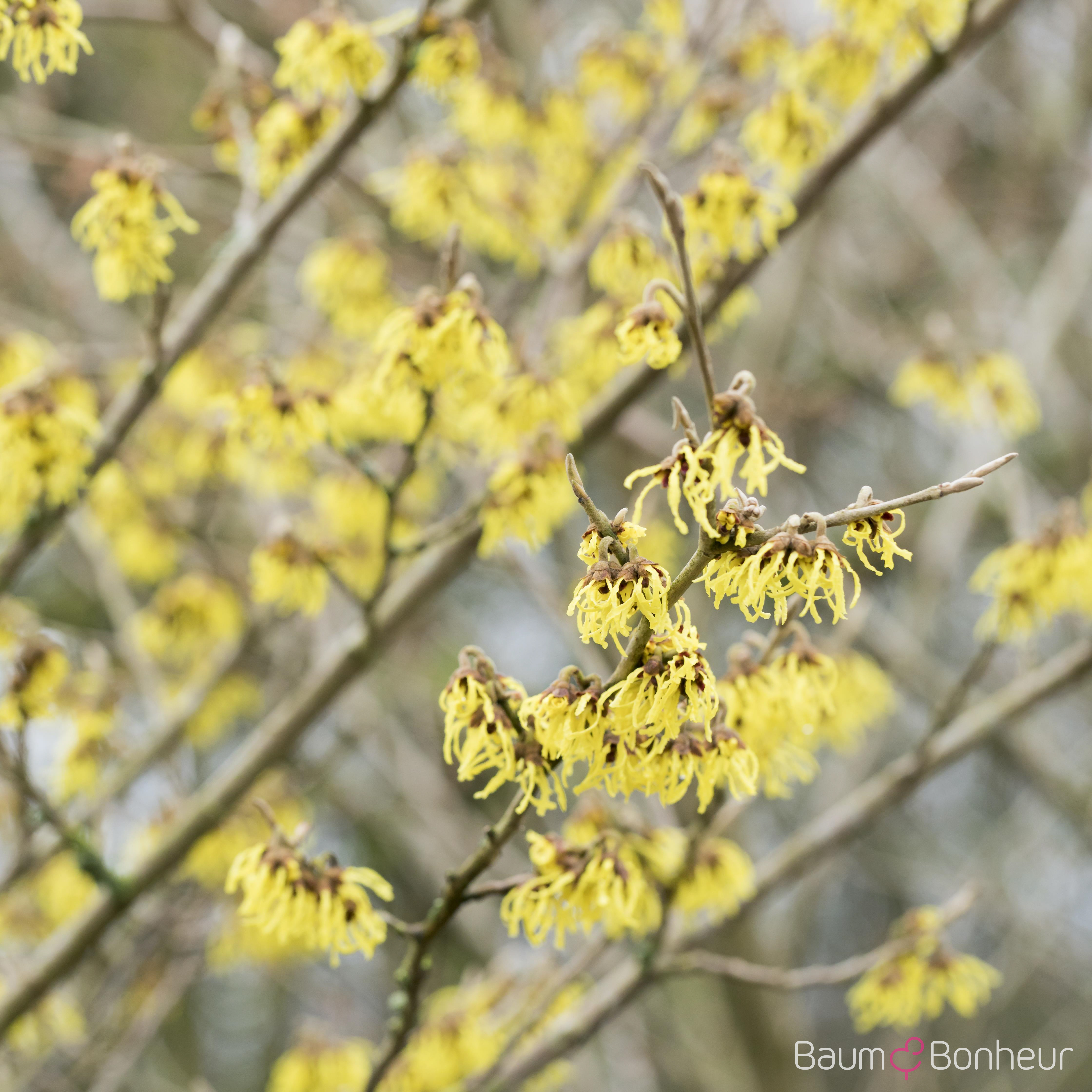 Hamamelis intermedia 'Arnold Promise'
