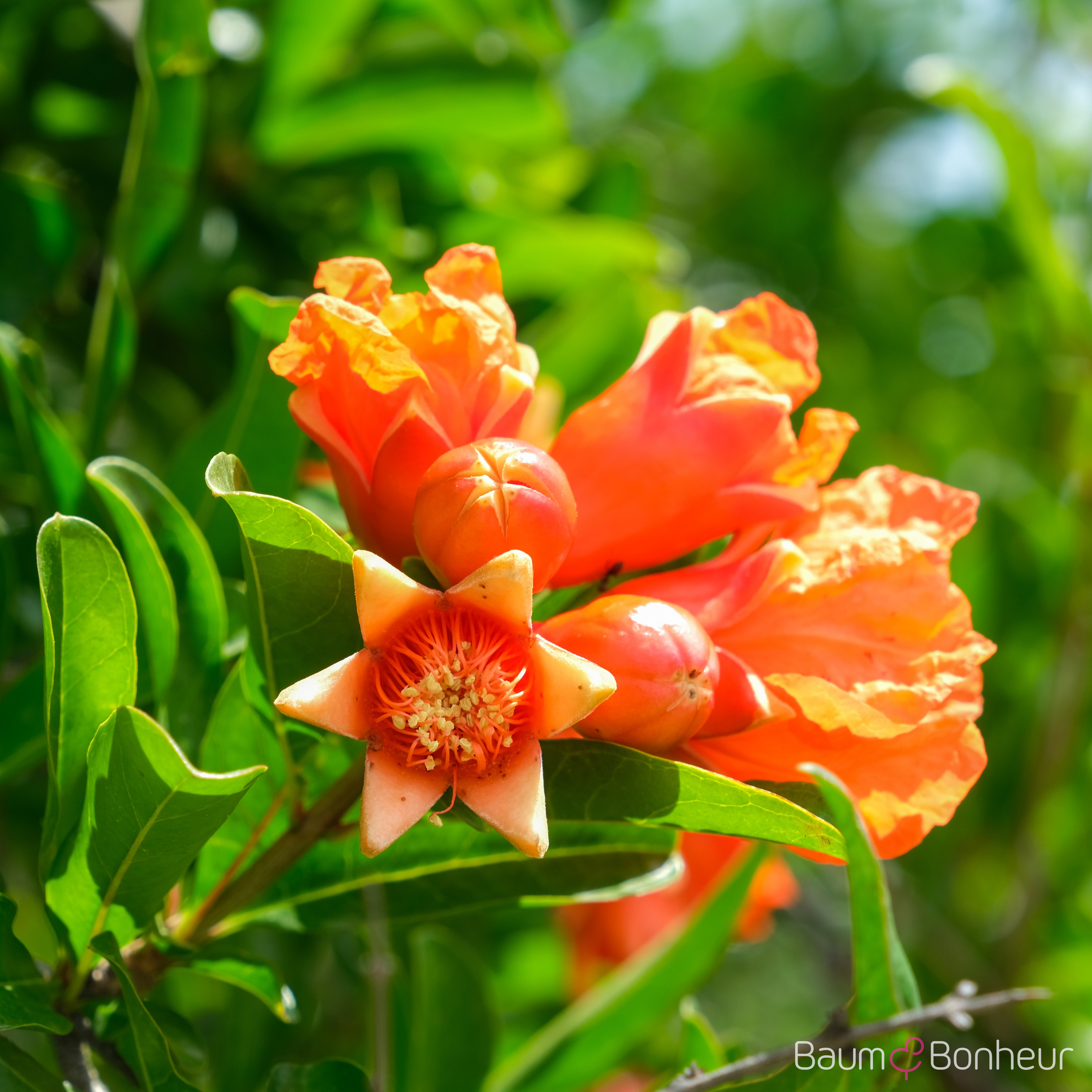Punica granatum