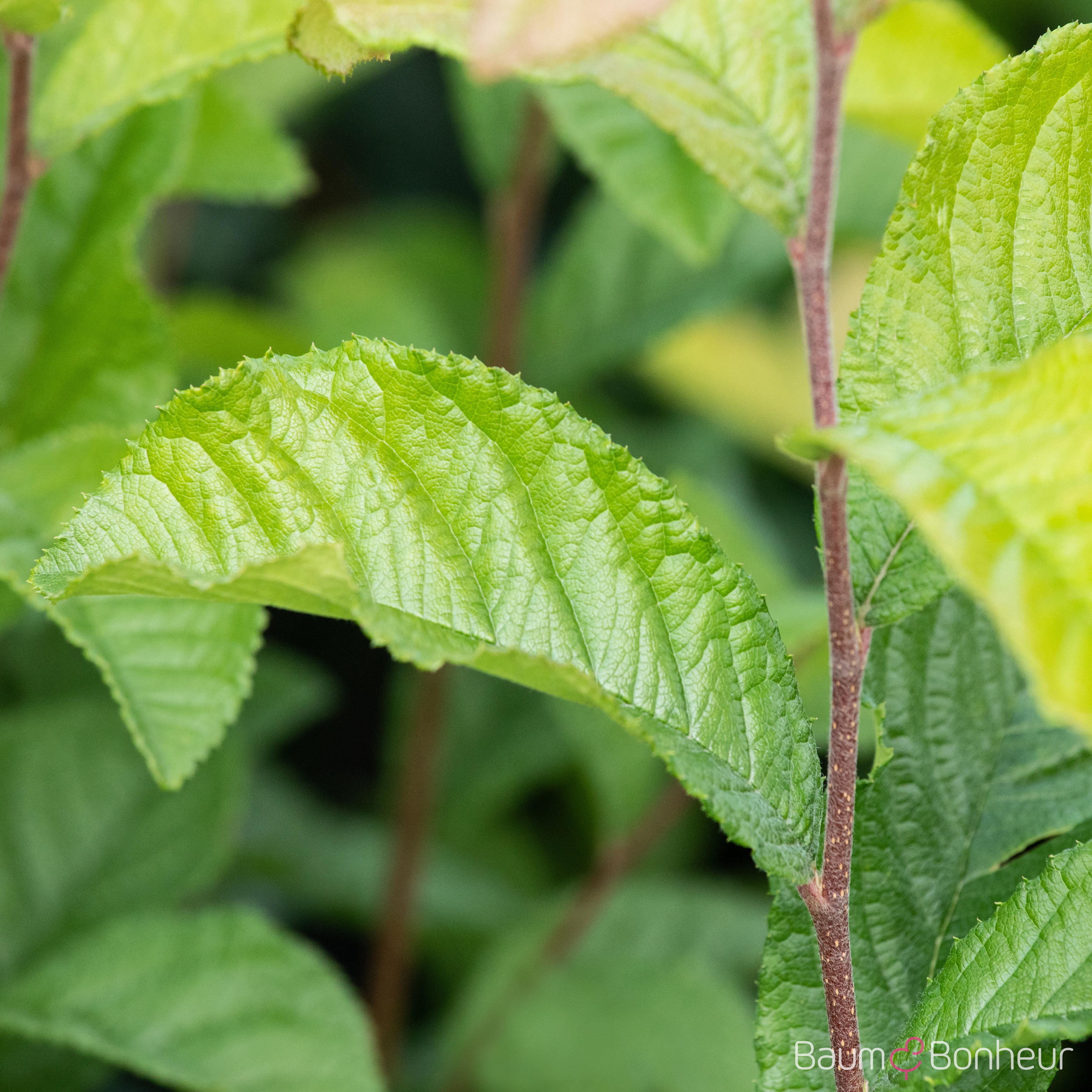 Photinia villosa
