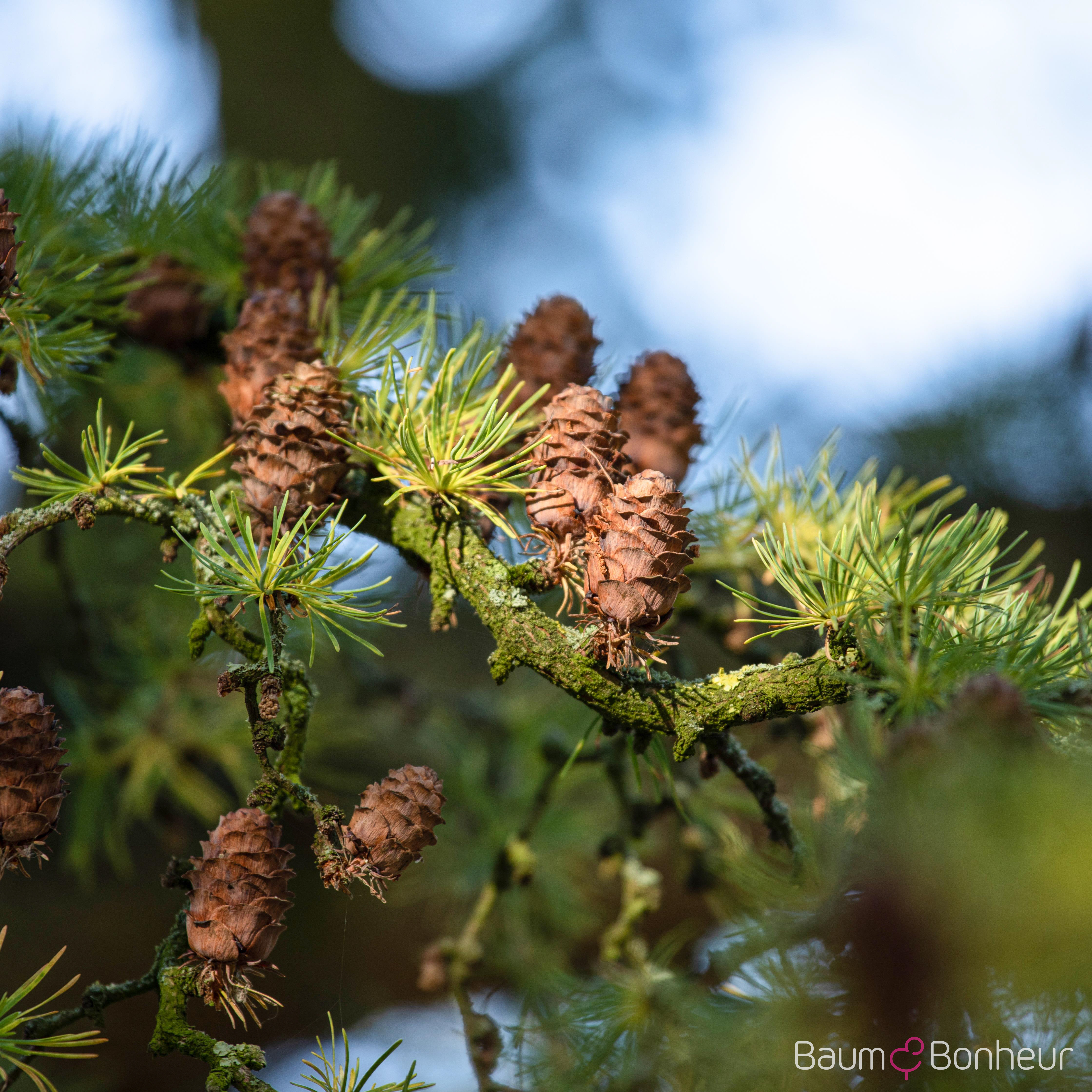 Larix decidua