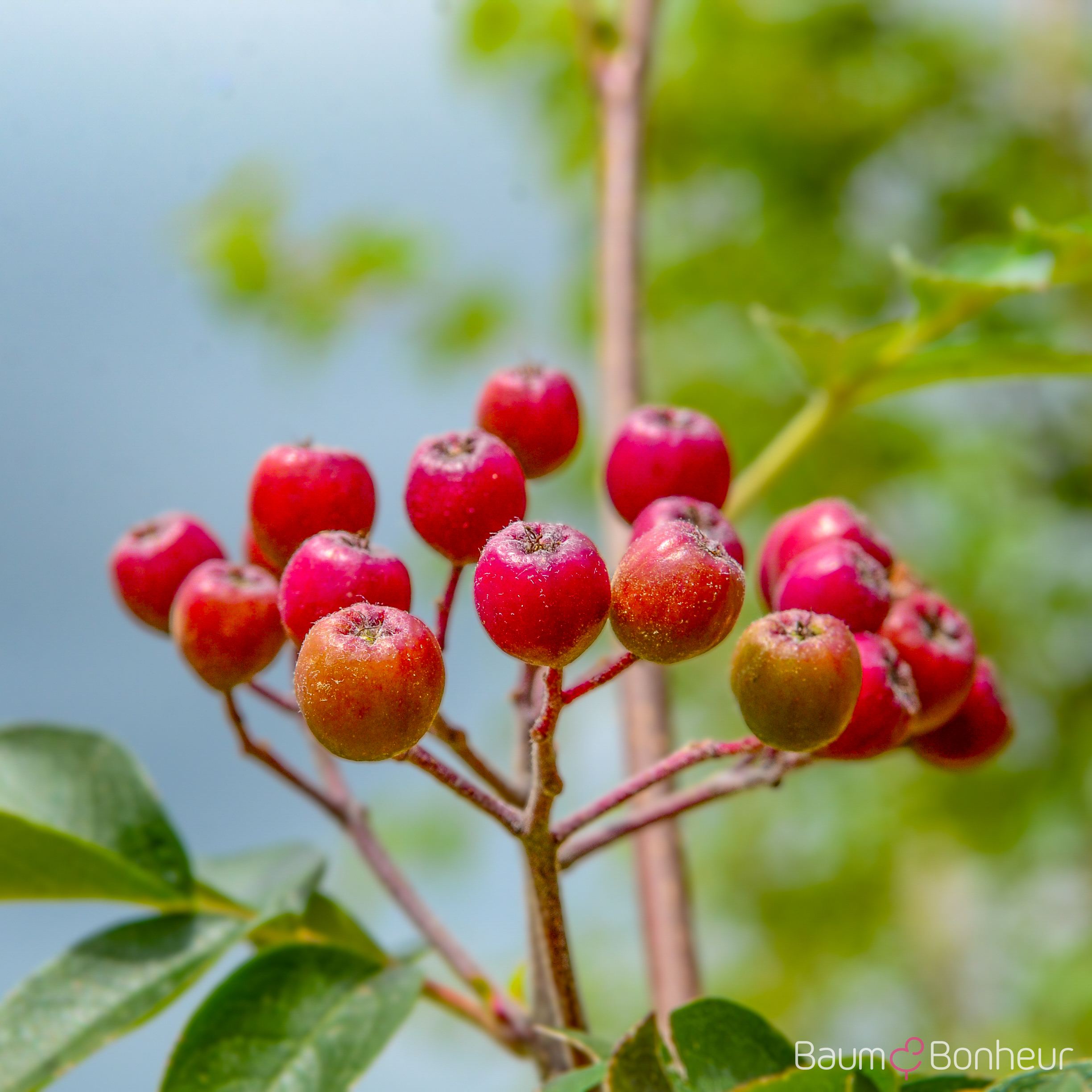 Sorbus hybr. 'Titan'