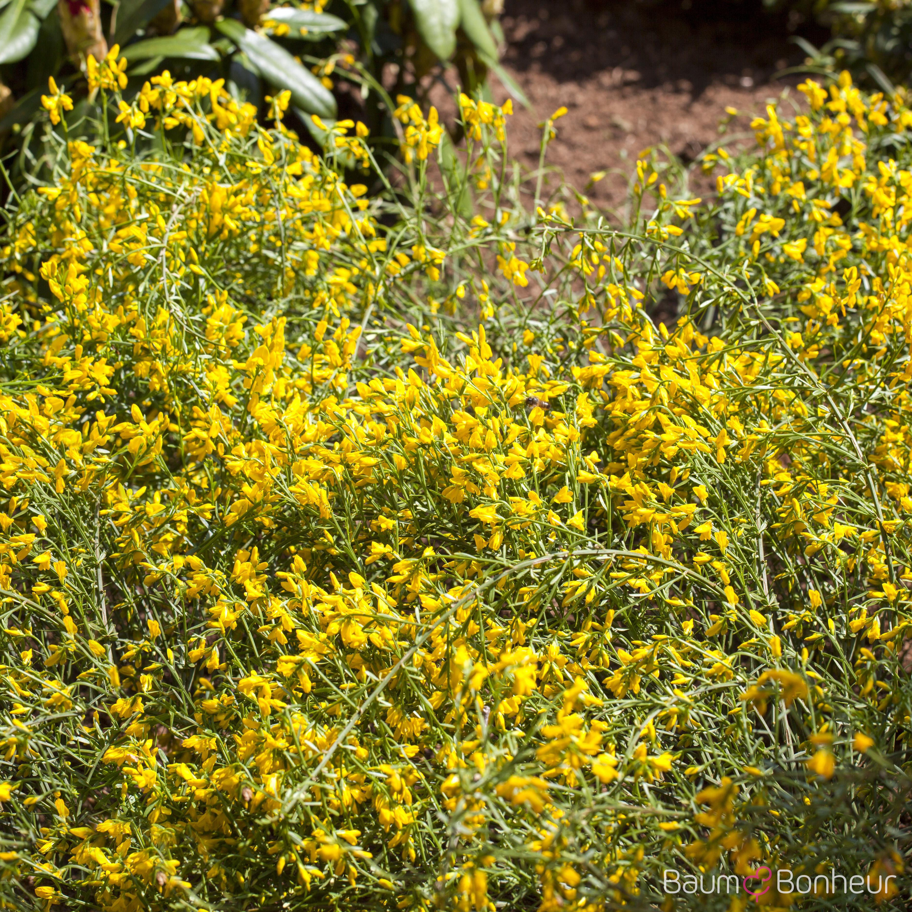 Genista tinctoria 'Plena'