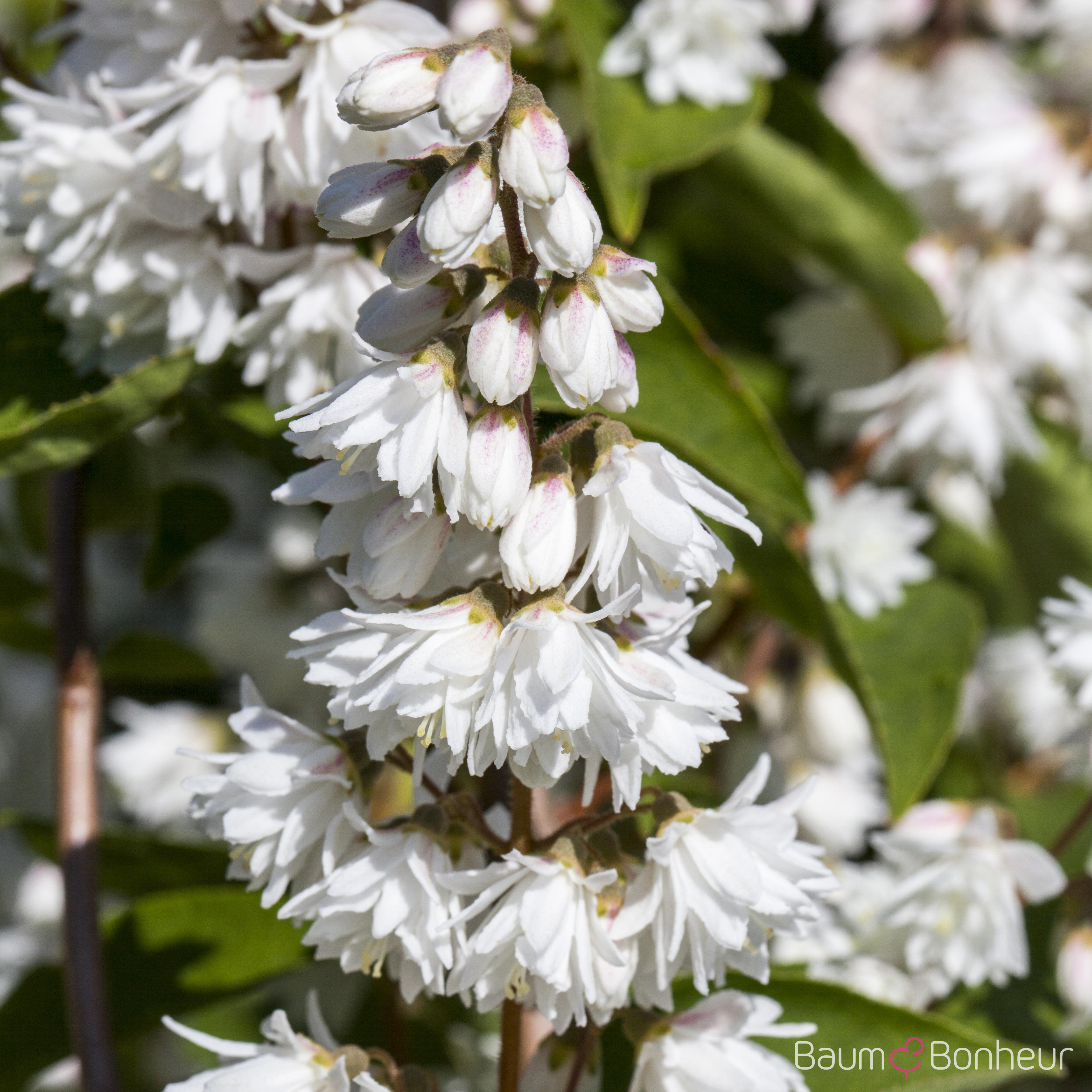 Deutzia magnifica