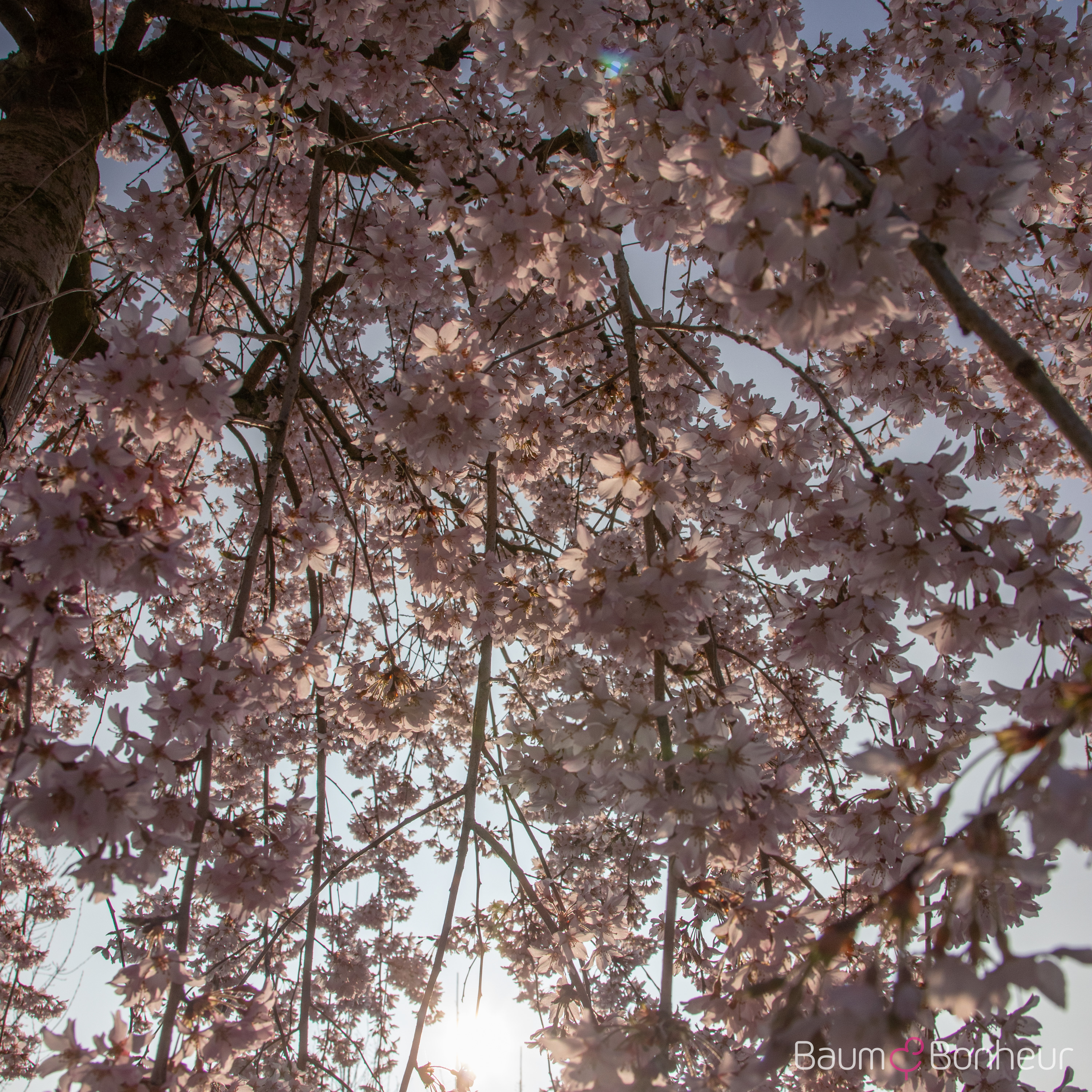 Prunus subhirtella 'Pendula'