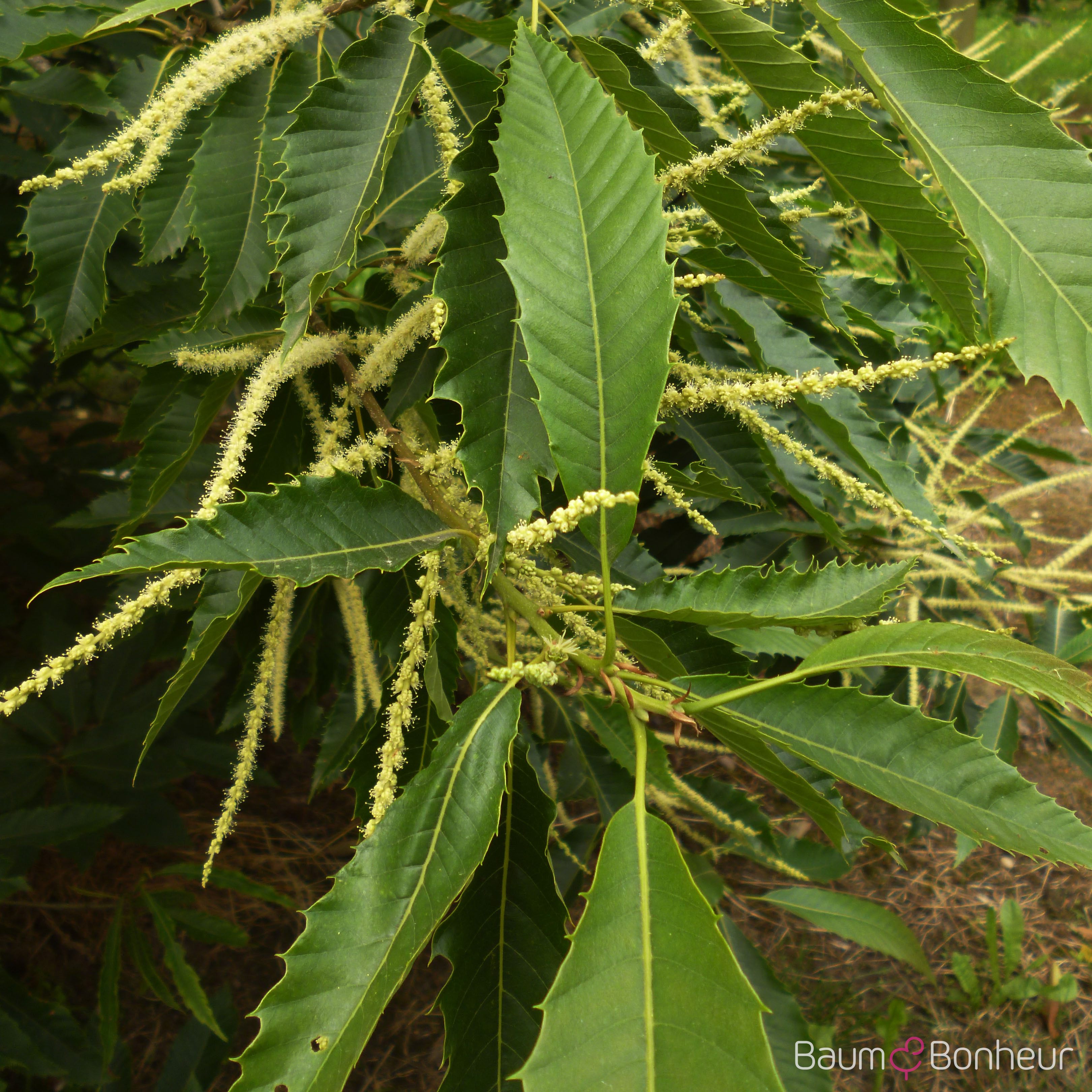 Castanea sativa 'Dorée de Lyon'