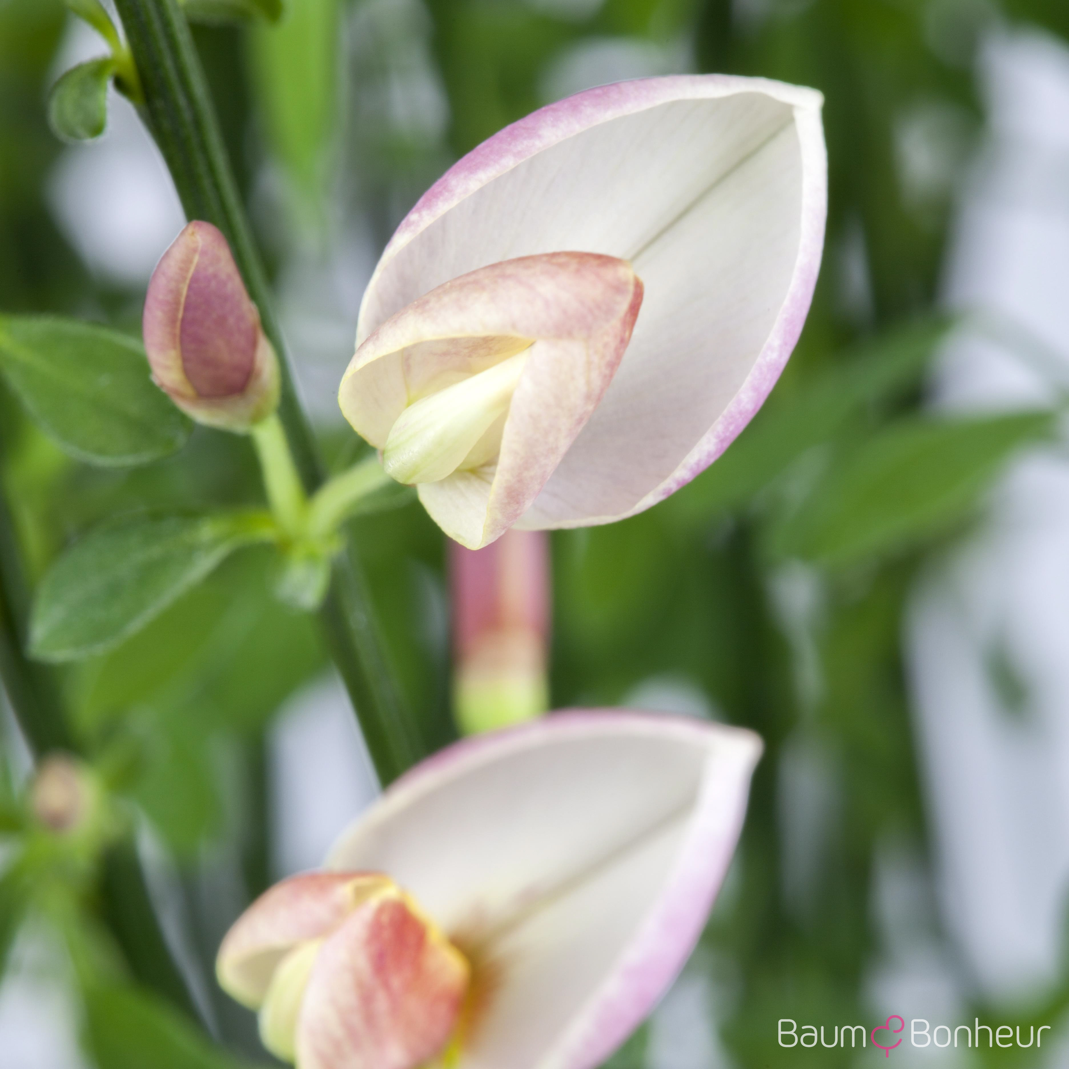 Cytisus purpureus