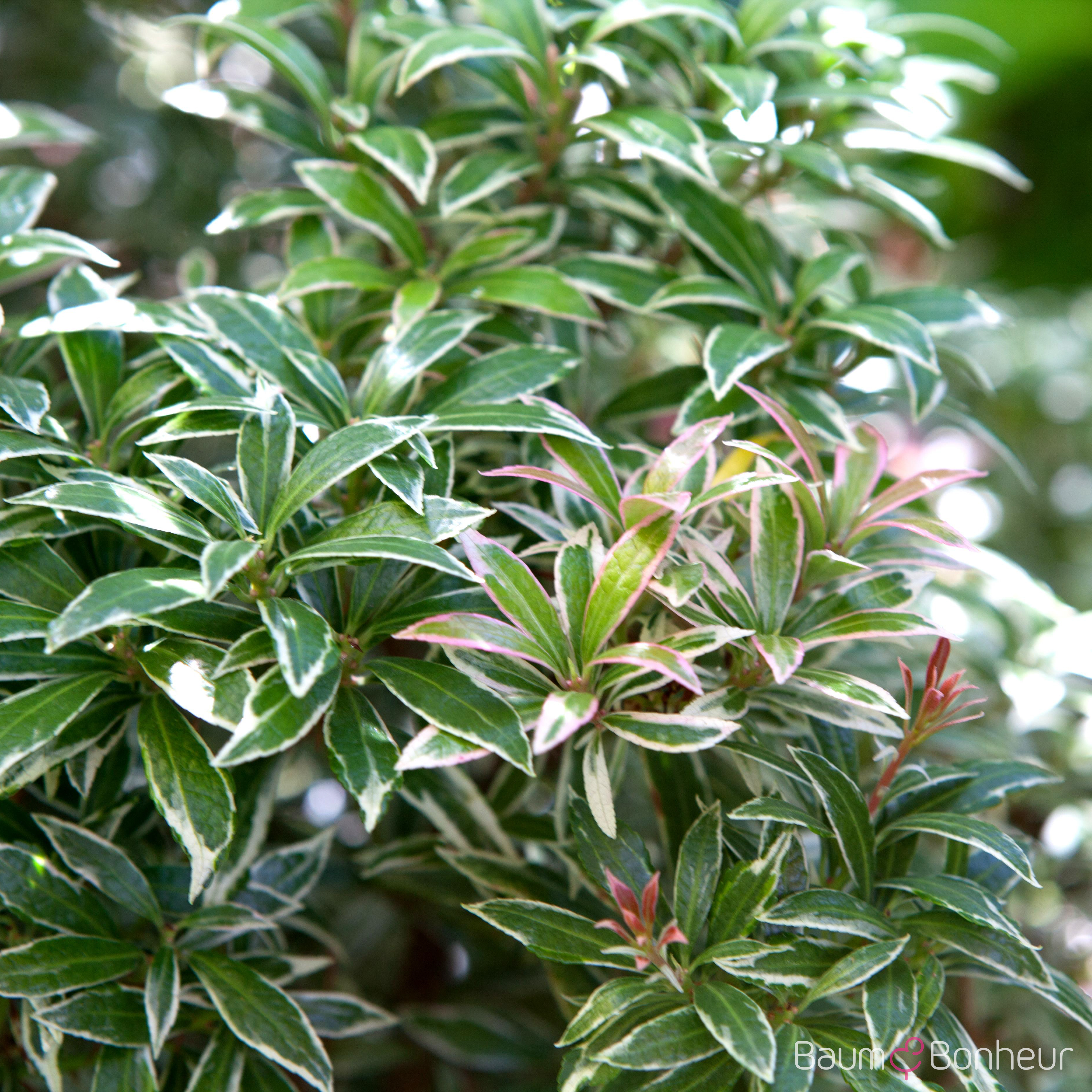 Pieris japonica 'Variegata'