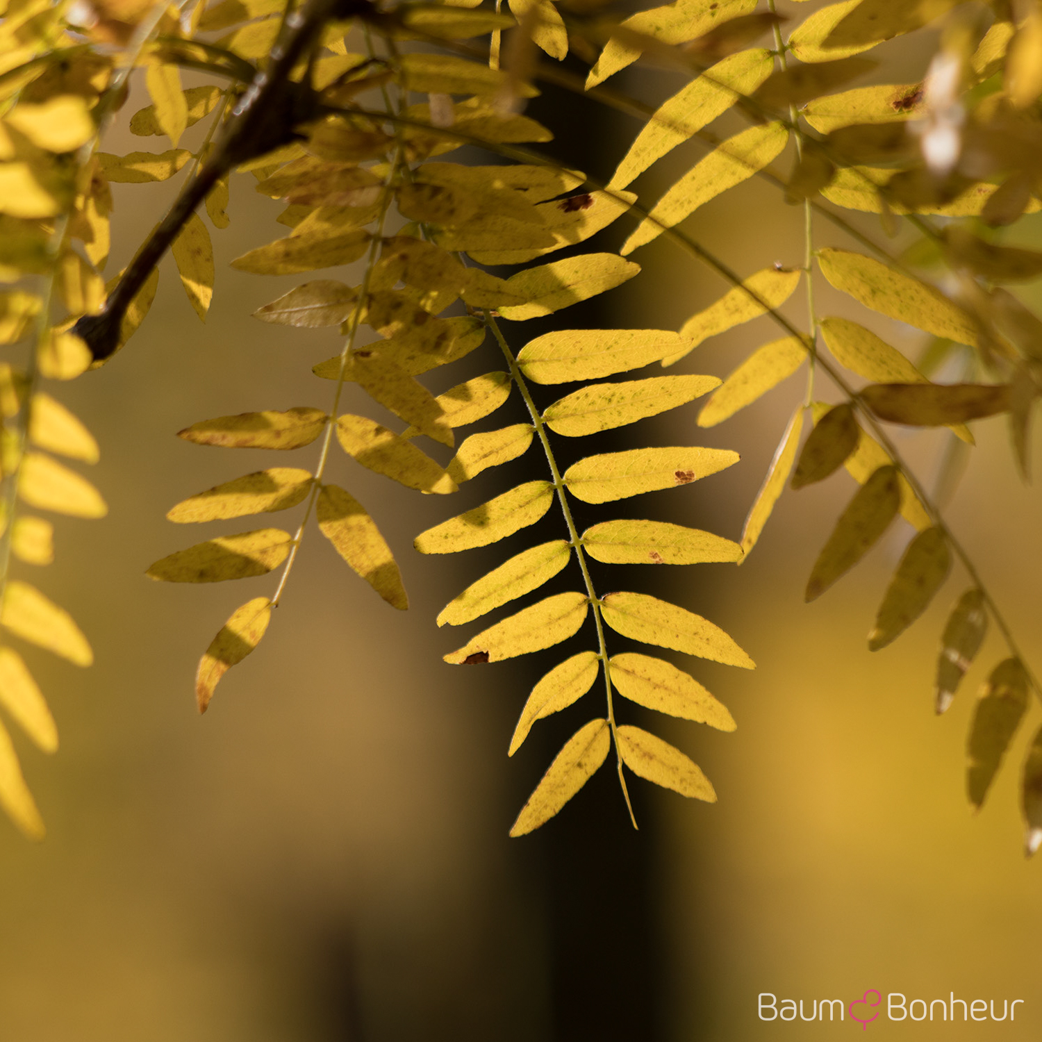 Gleditsia triacanthos f. inermis