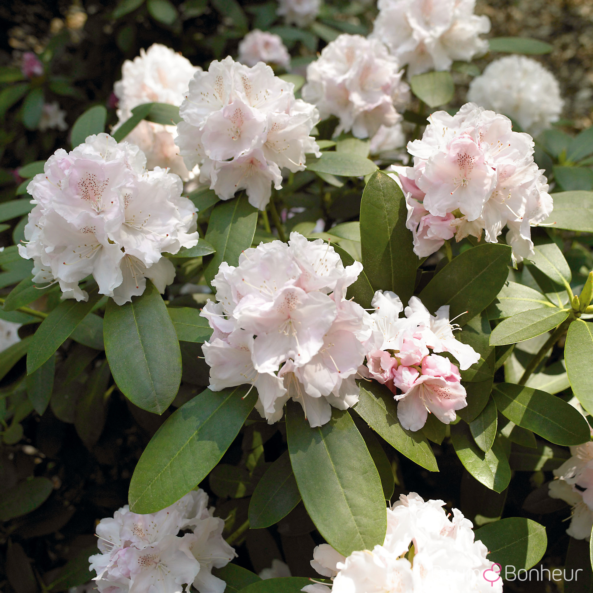 Rhododendron yakushimanum 'Schneekrone'