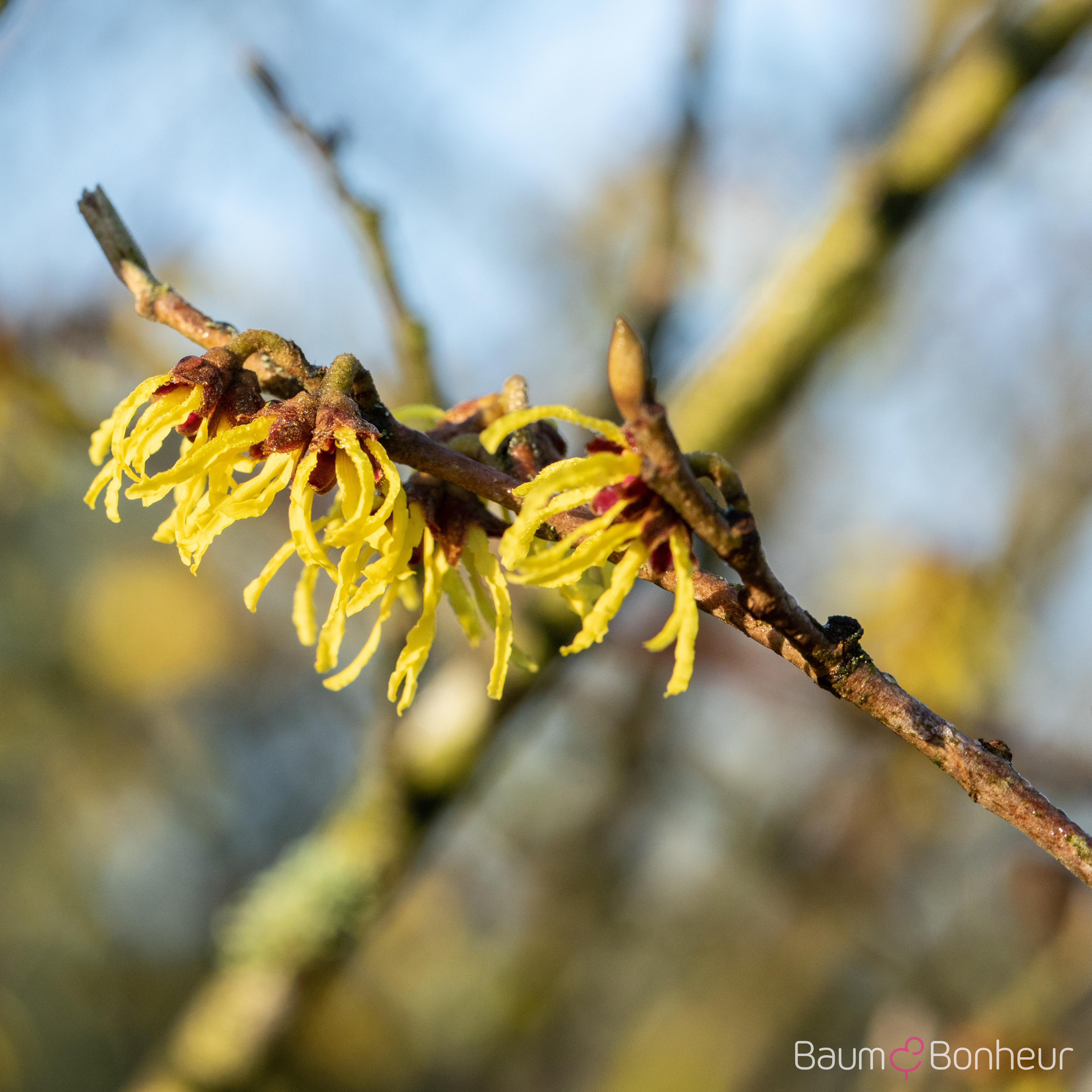 Hamamelis intermedia 'Arnold Promise'