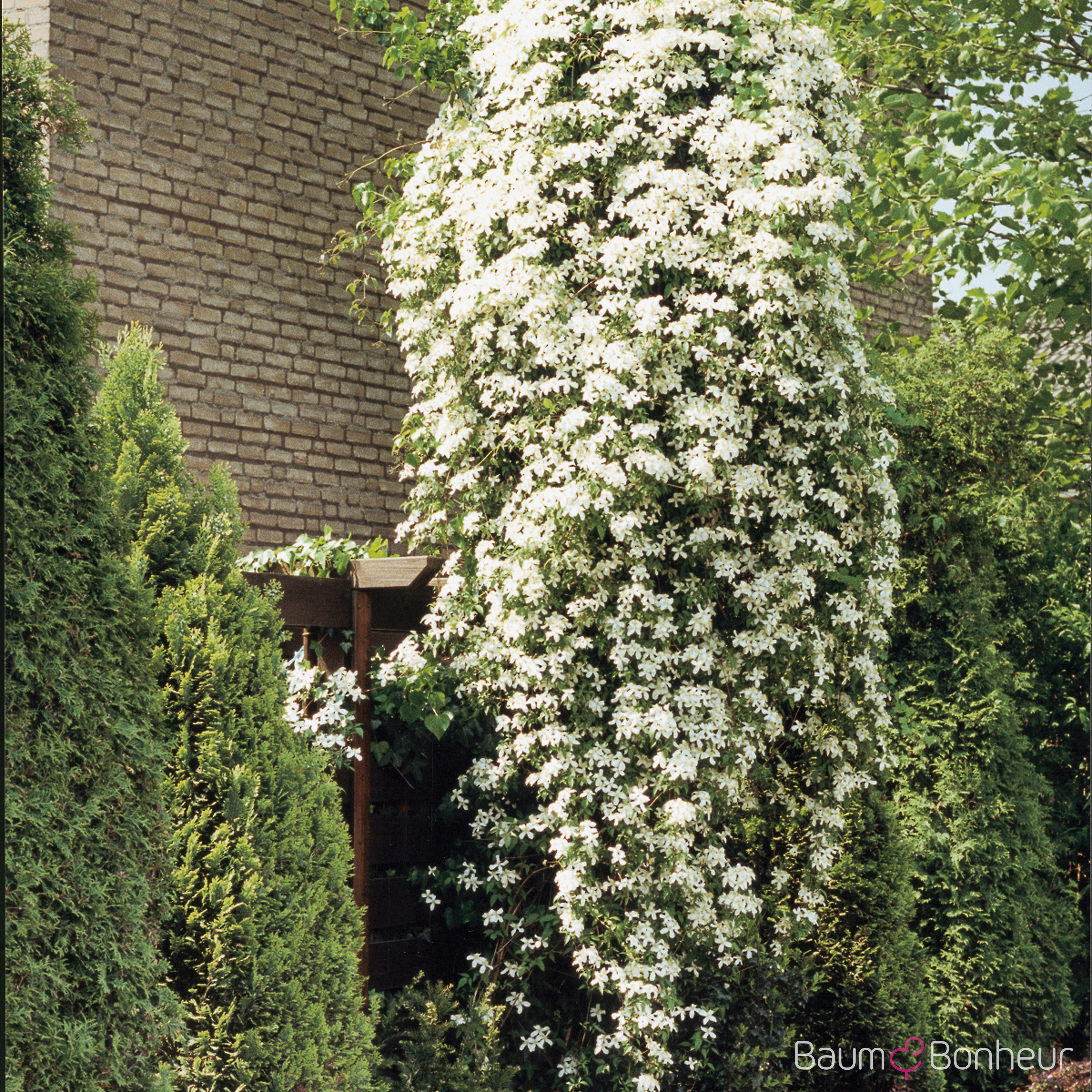 Clematis 'Madame Le Coultre'