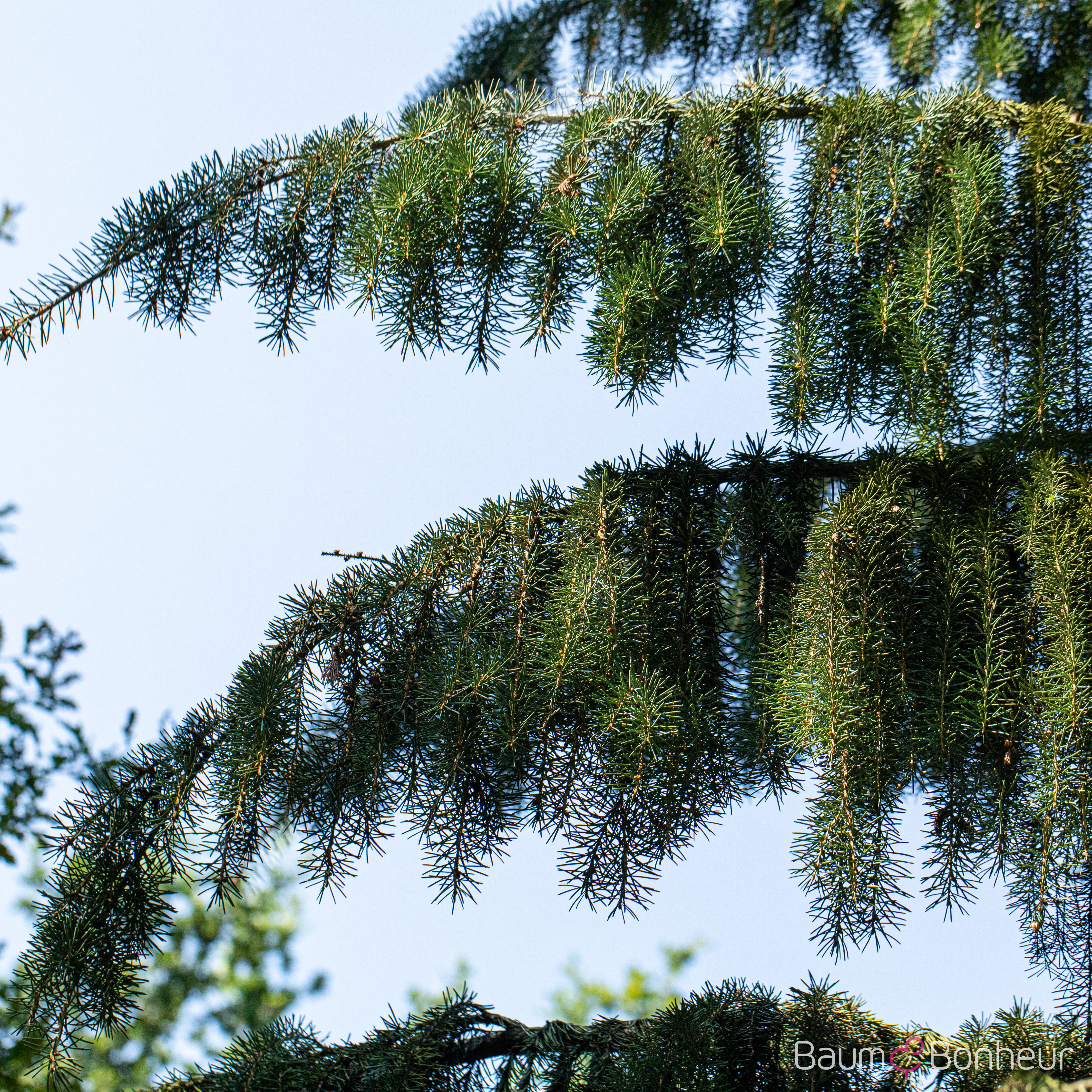 Picea breweriana