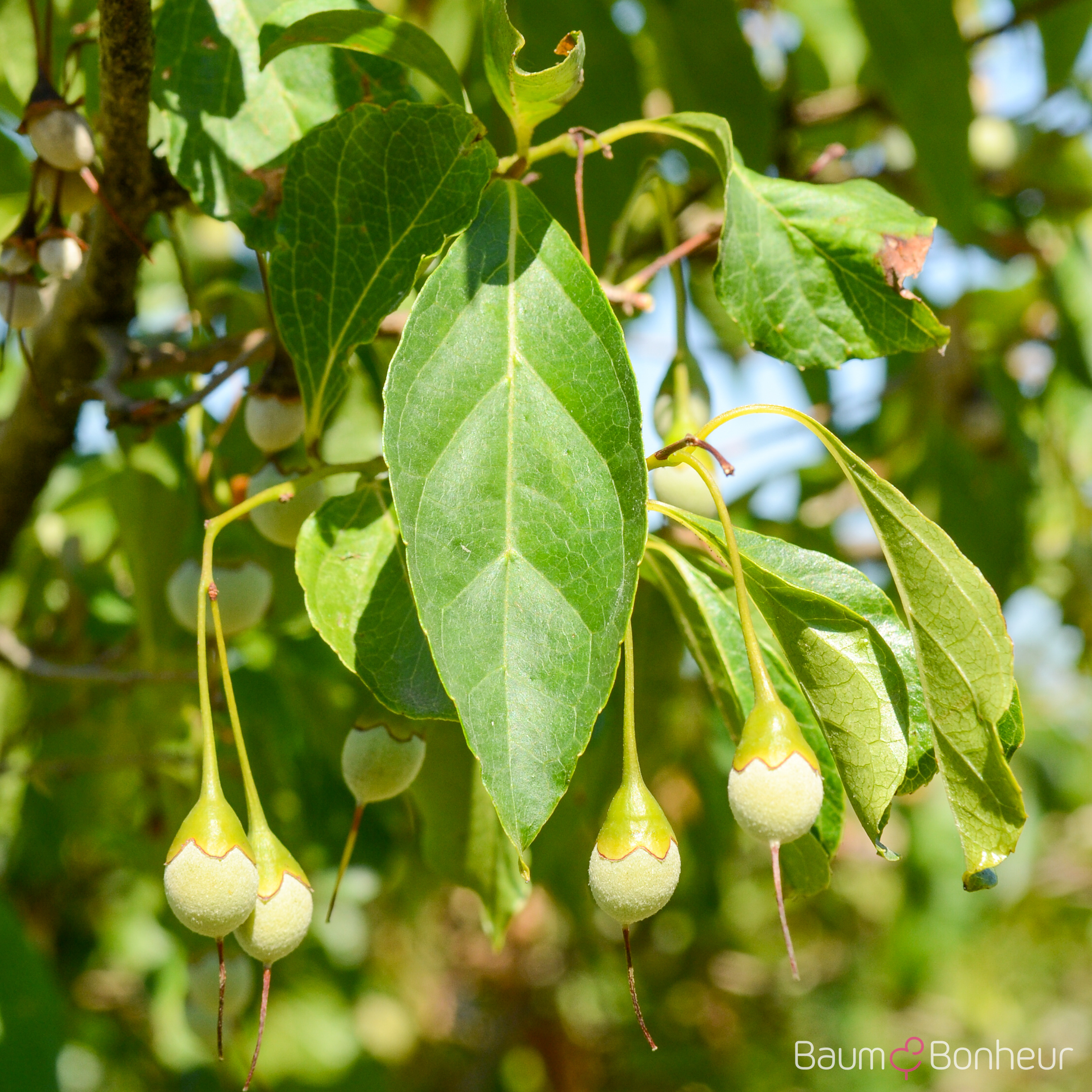 Styrax japonicus