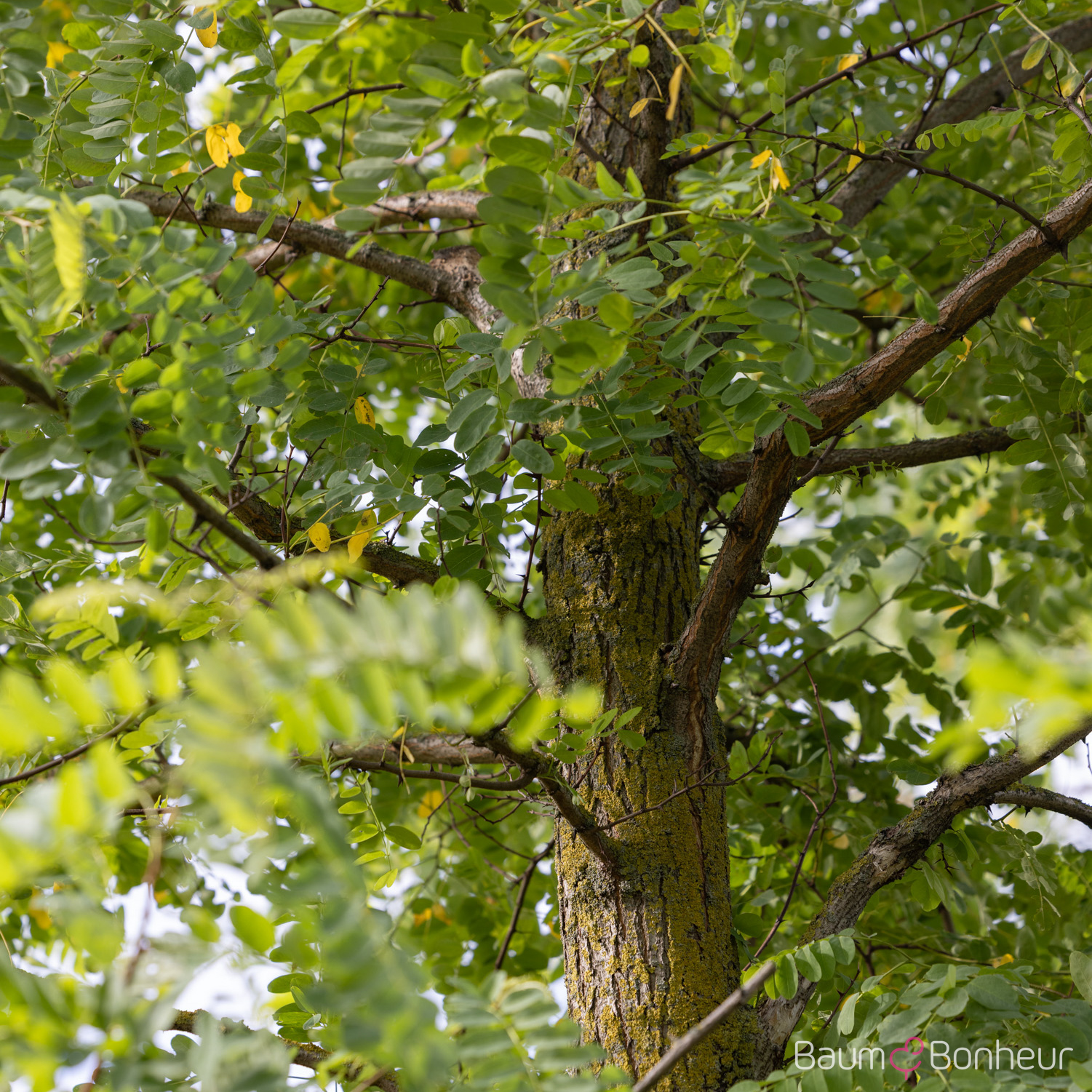 Robinia pseudoacacia 'Nyirségí'