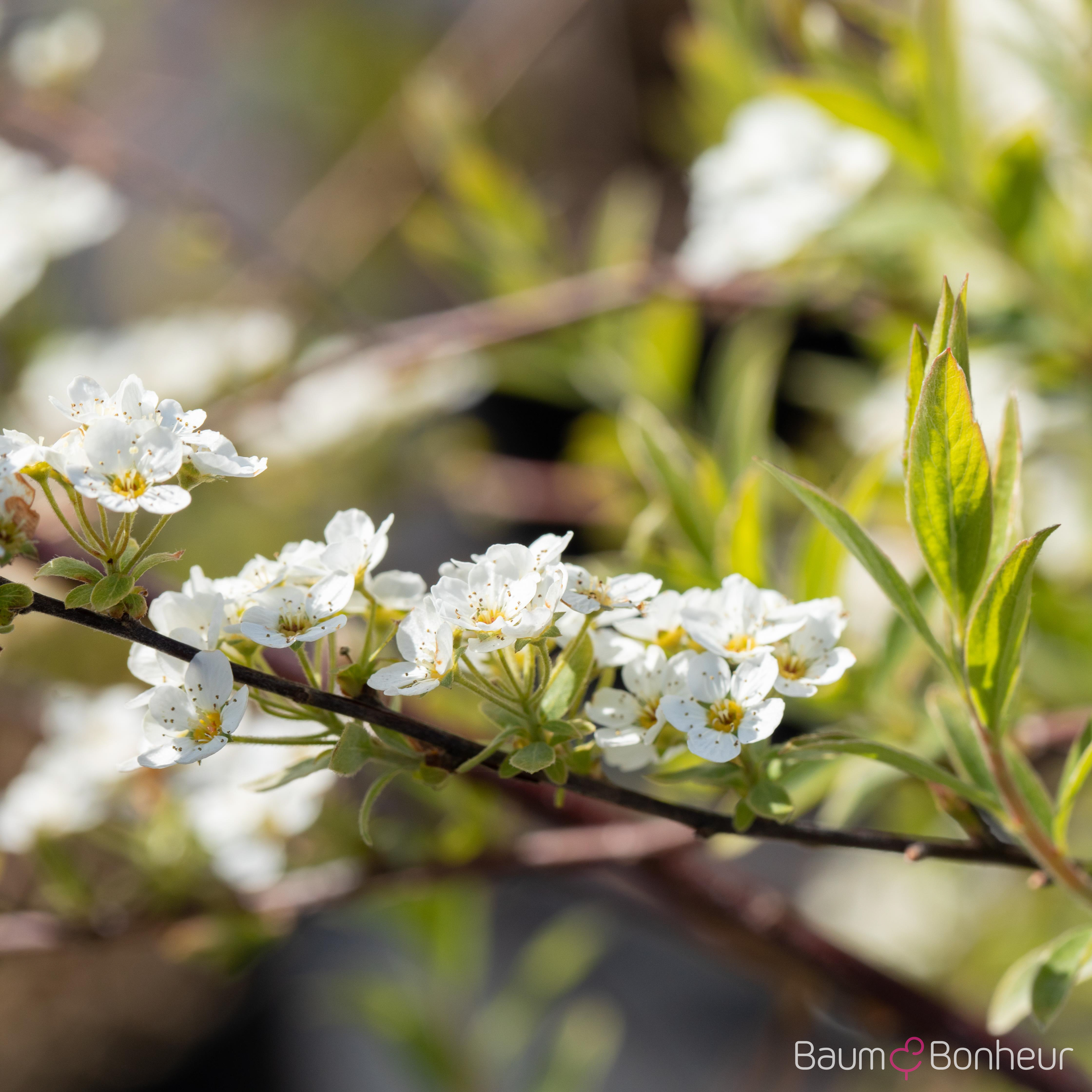 Spiraea x cinerea 'Grefsheim'
