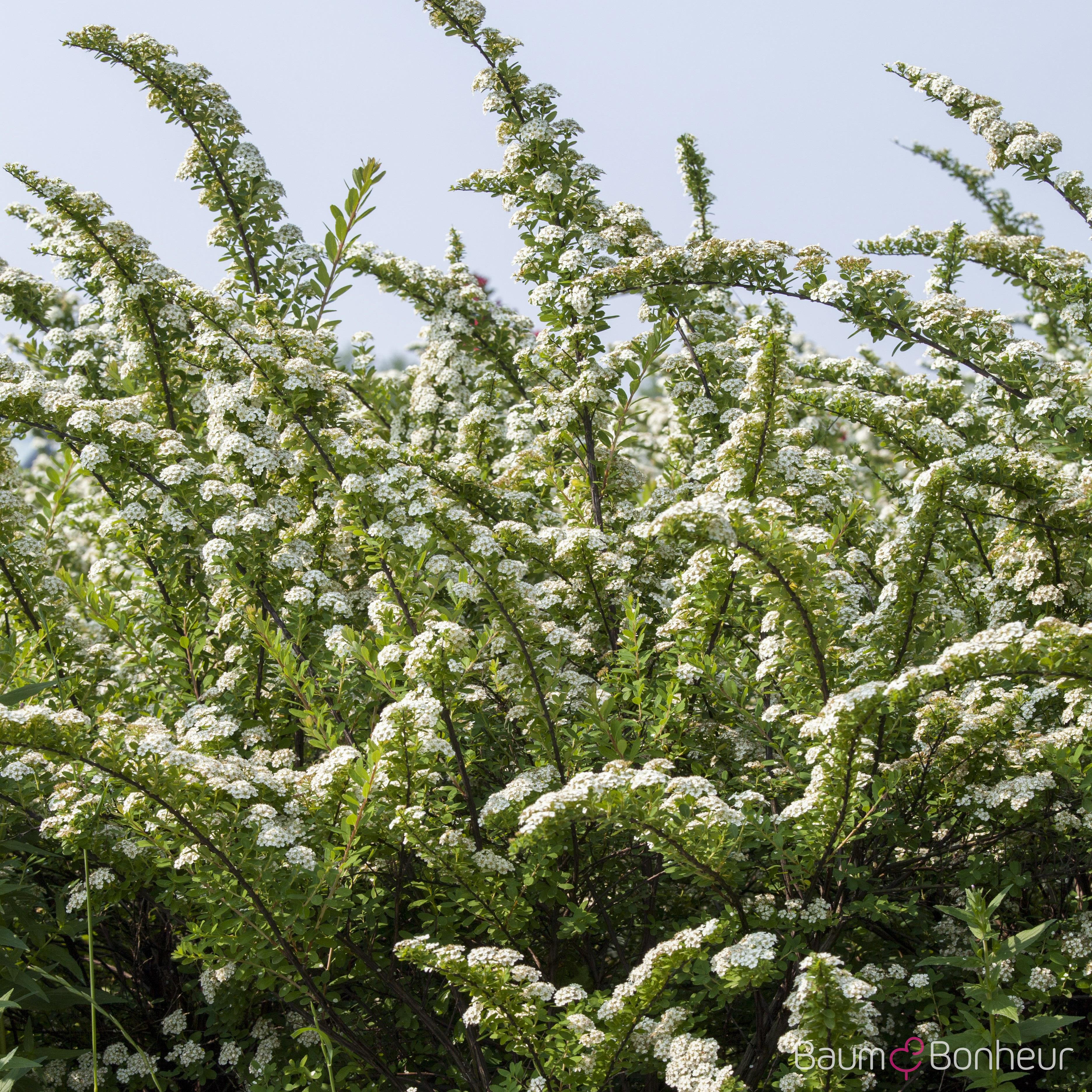 Spiraea nipponica 'Snowmound'