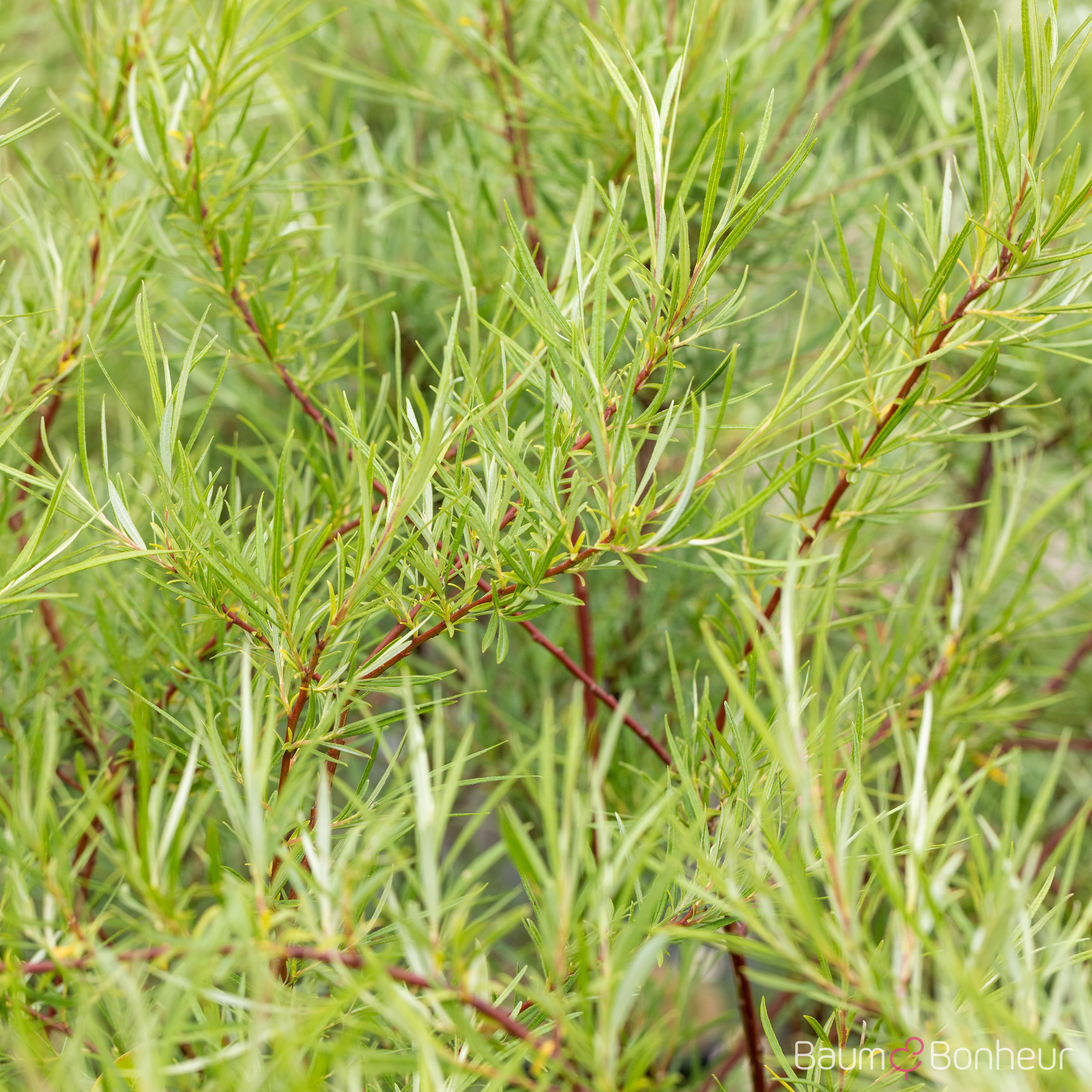 Salix rosmarinifolia