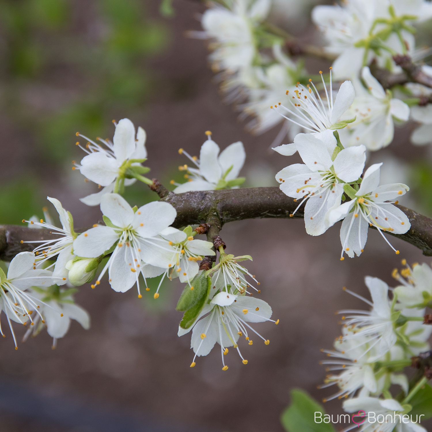 Prunus domestica 'Hauszwetsche'