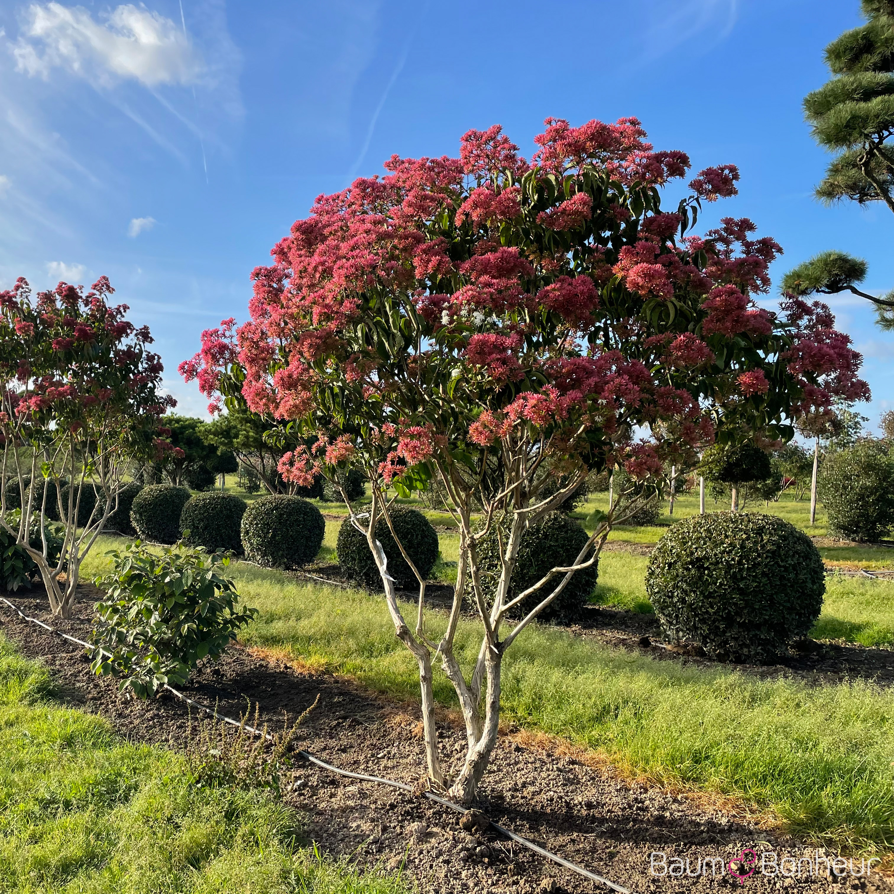 Heptacodium miconioides