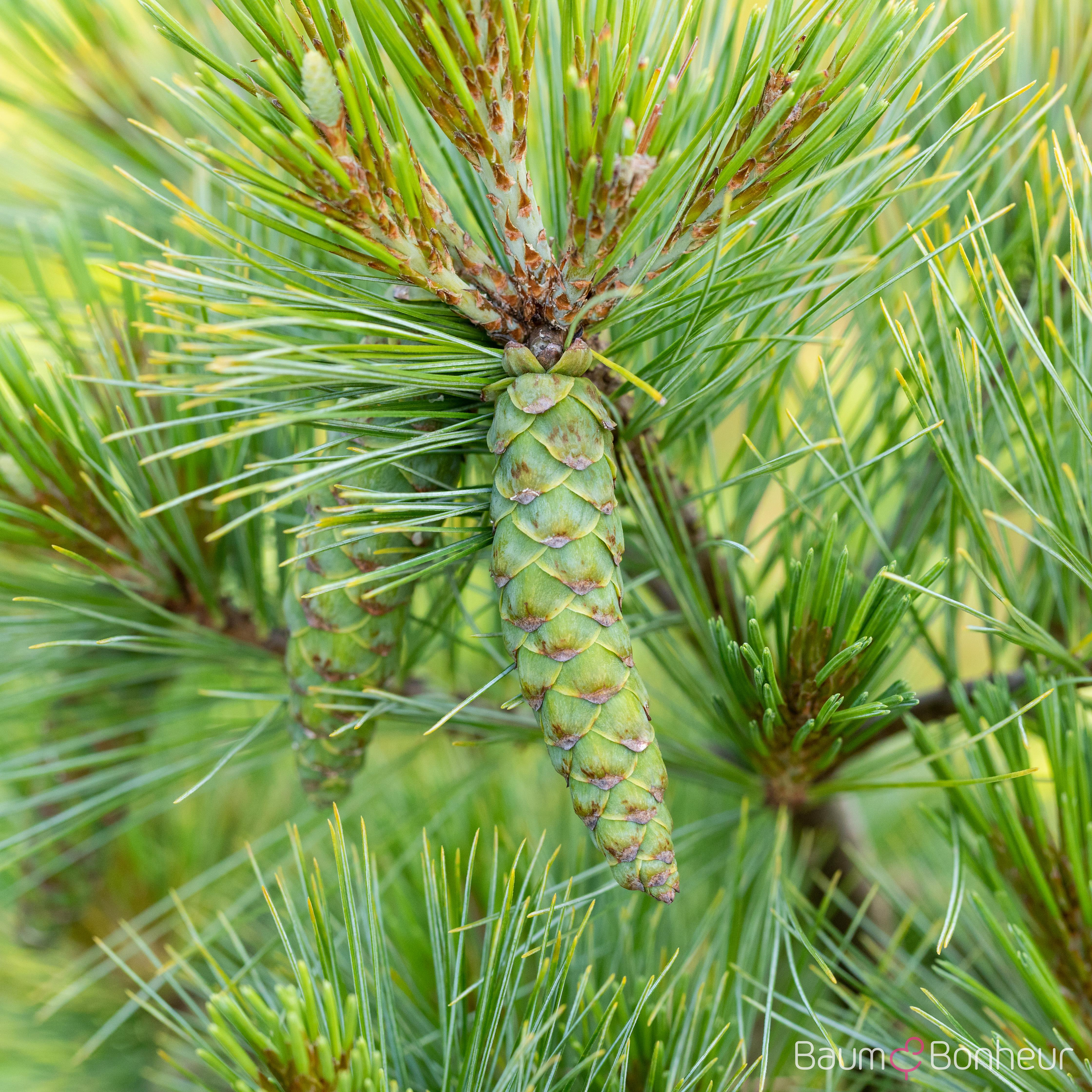 Pinus strobus 'Macopin'
