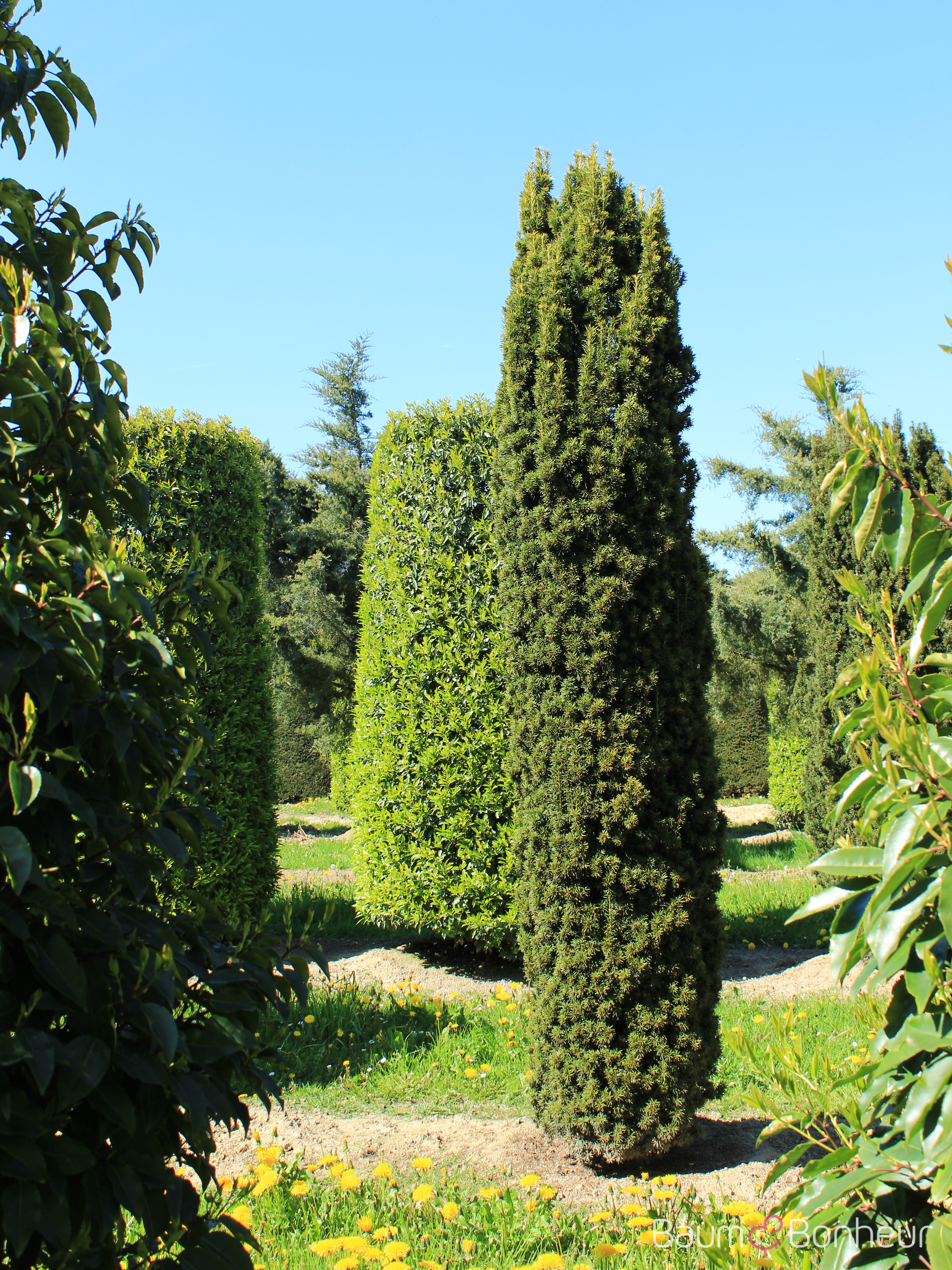 Taxus baccata 'Fastigiata'