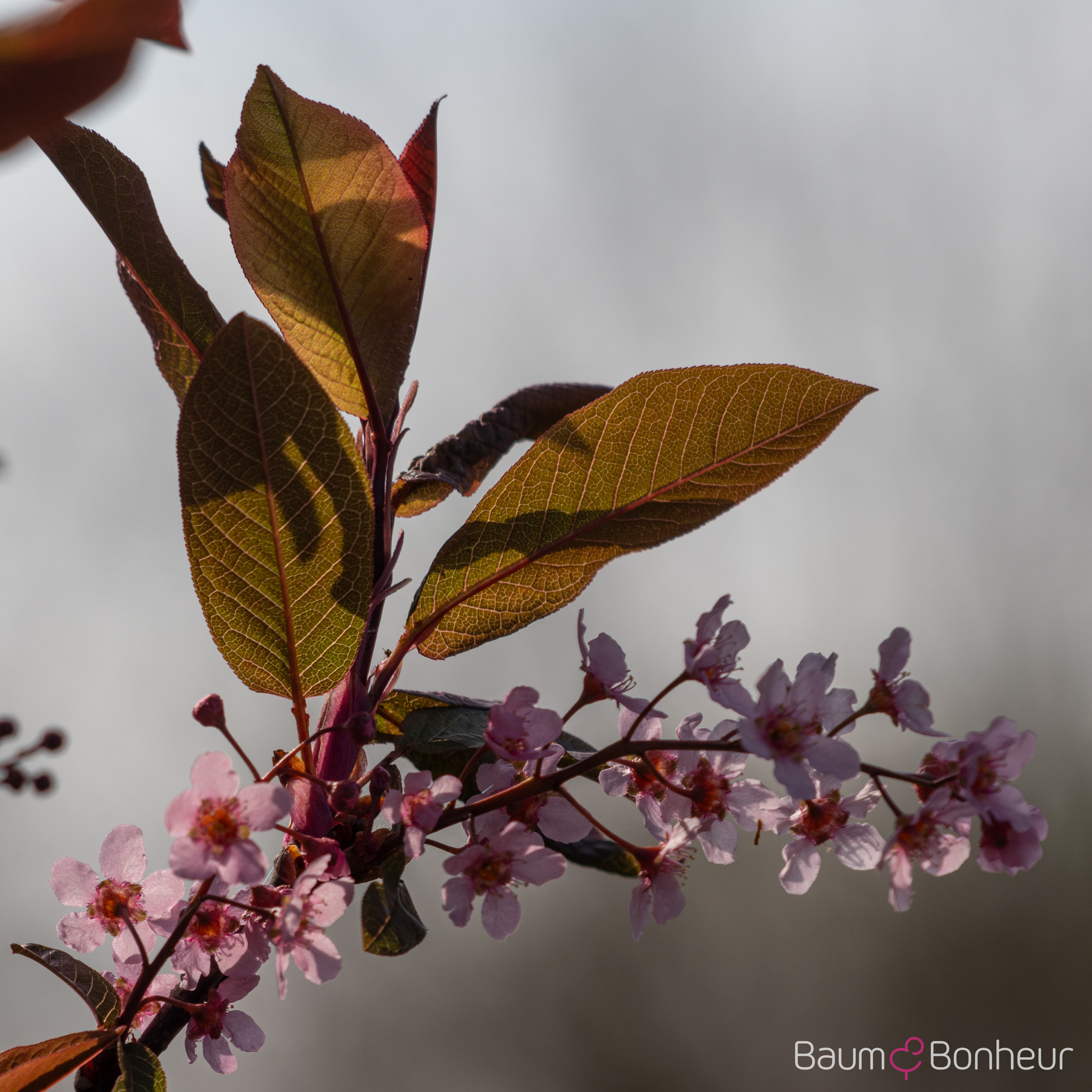 Prunus padus 'Colorata'