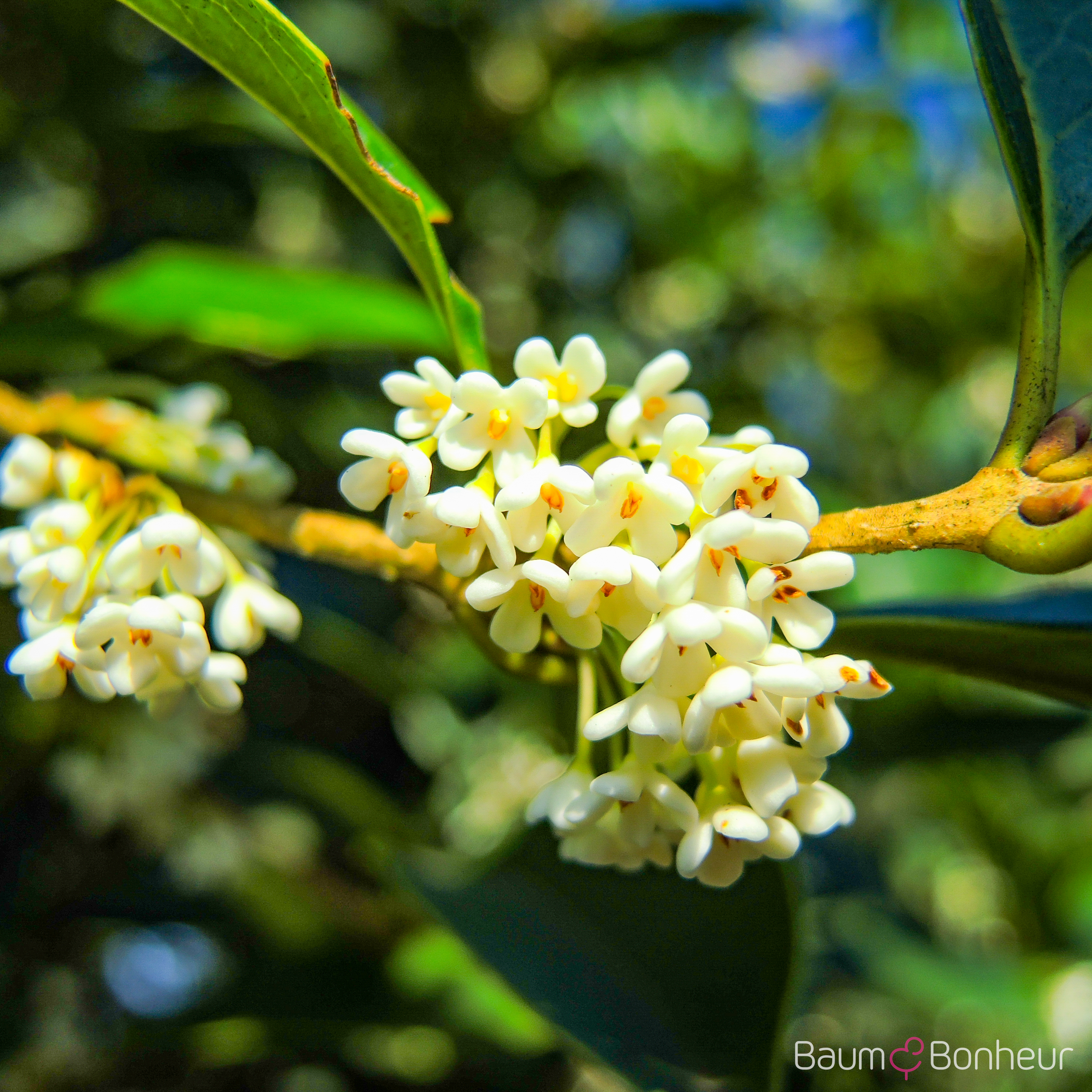Osmanthus fragrans
