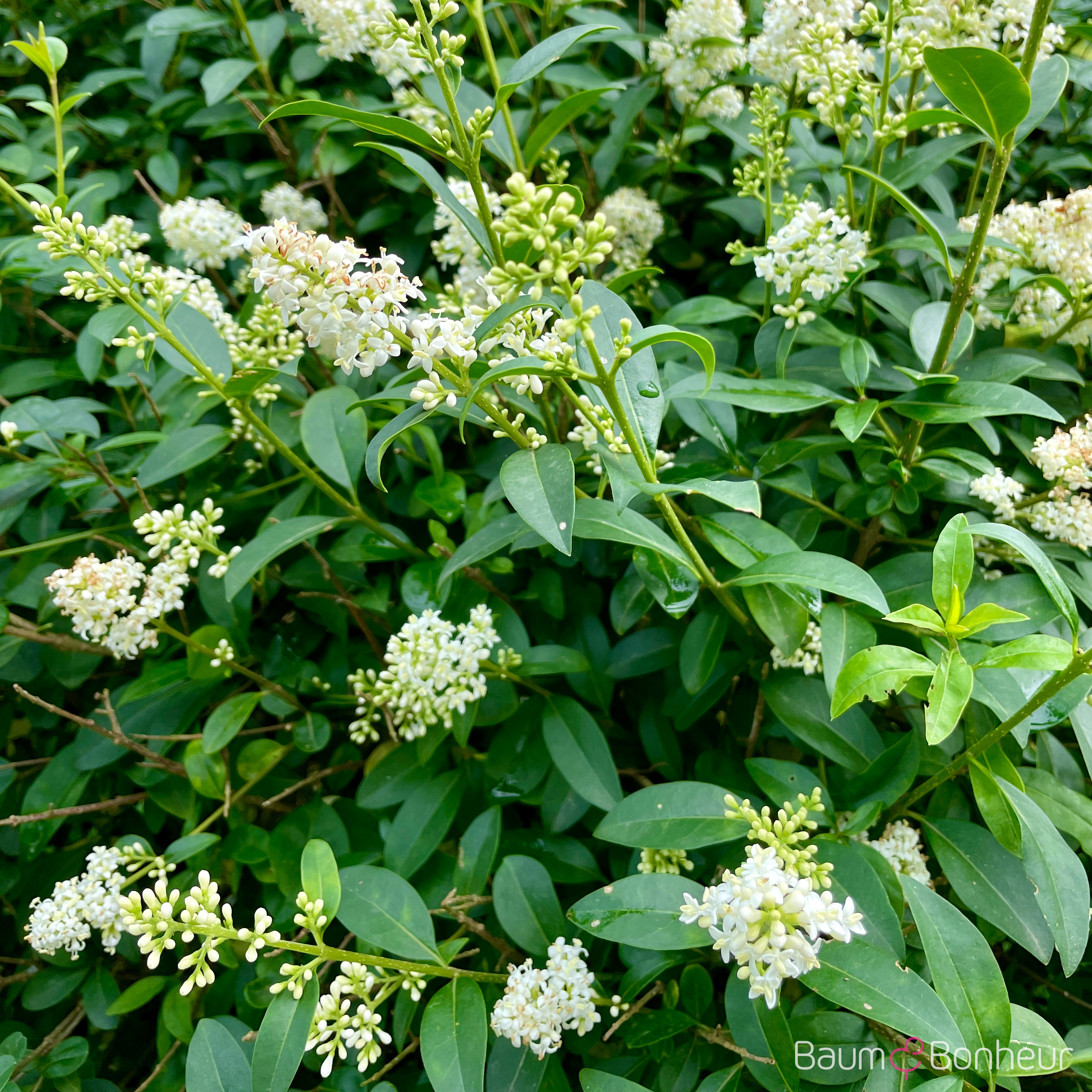 Ligustrum vulgare 'Atrovirens'