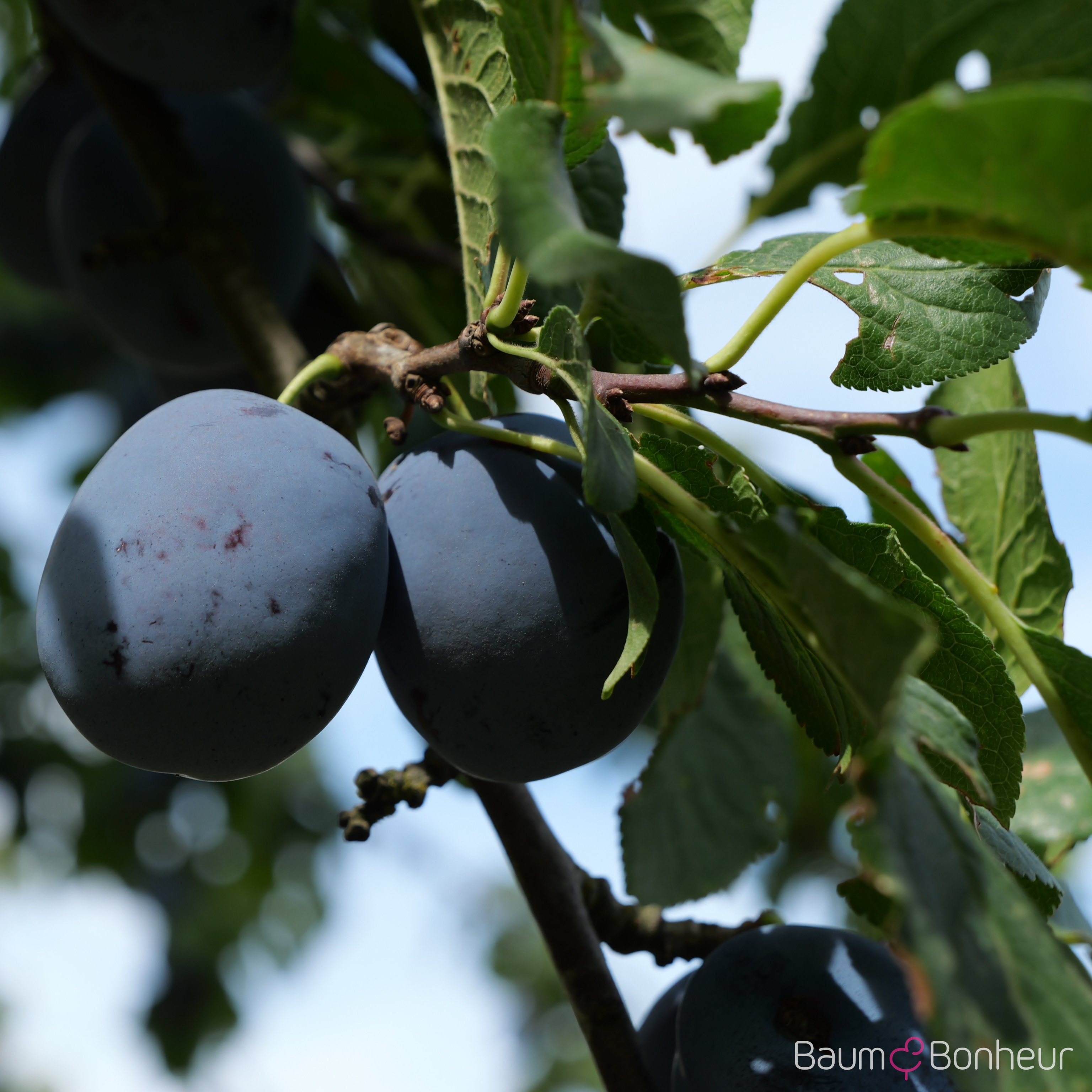 Prunus domestica 'Cacaks Schöne'