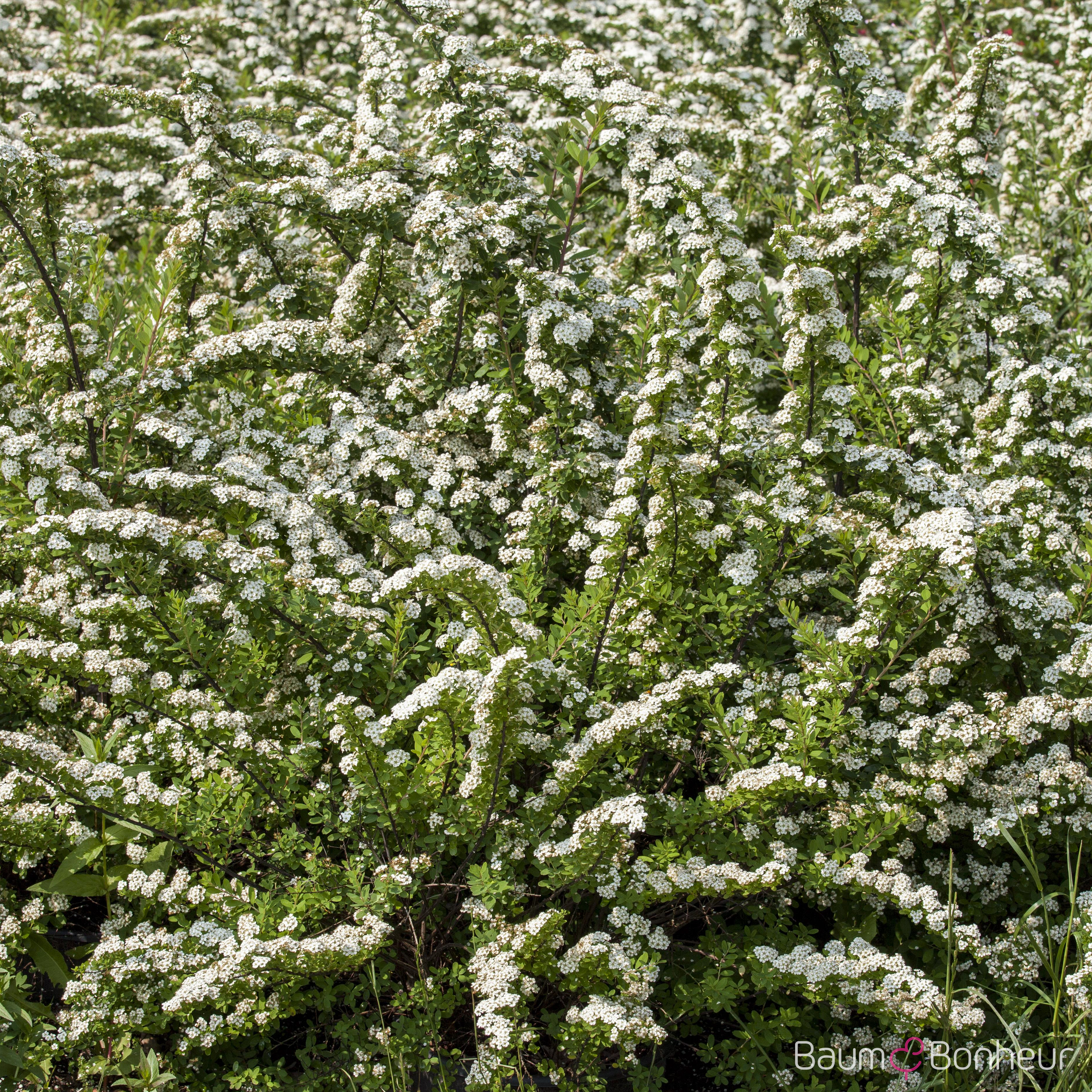 Spiraea nipponica 'Snowmound'