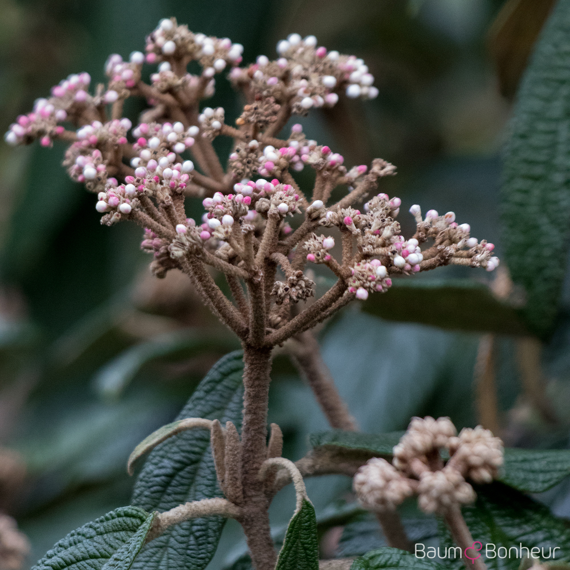 Viburnum rhytidophyllum