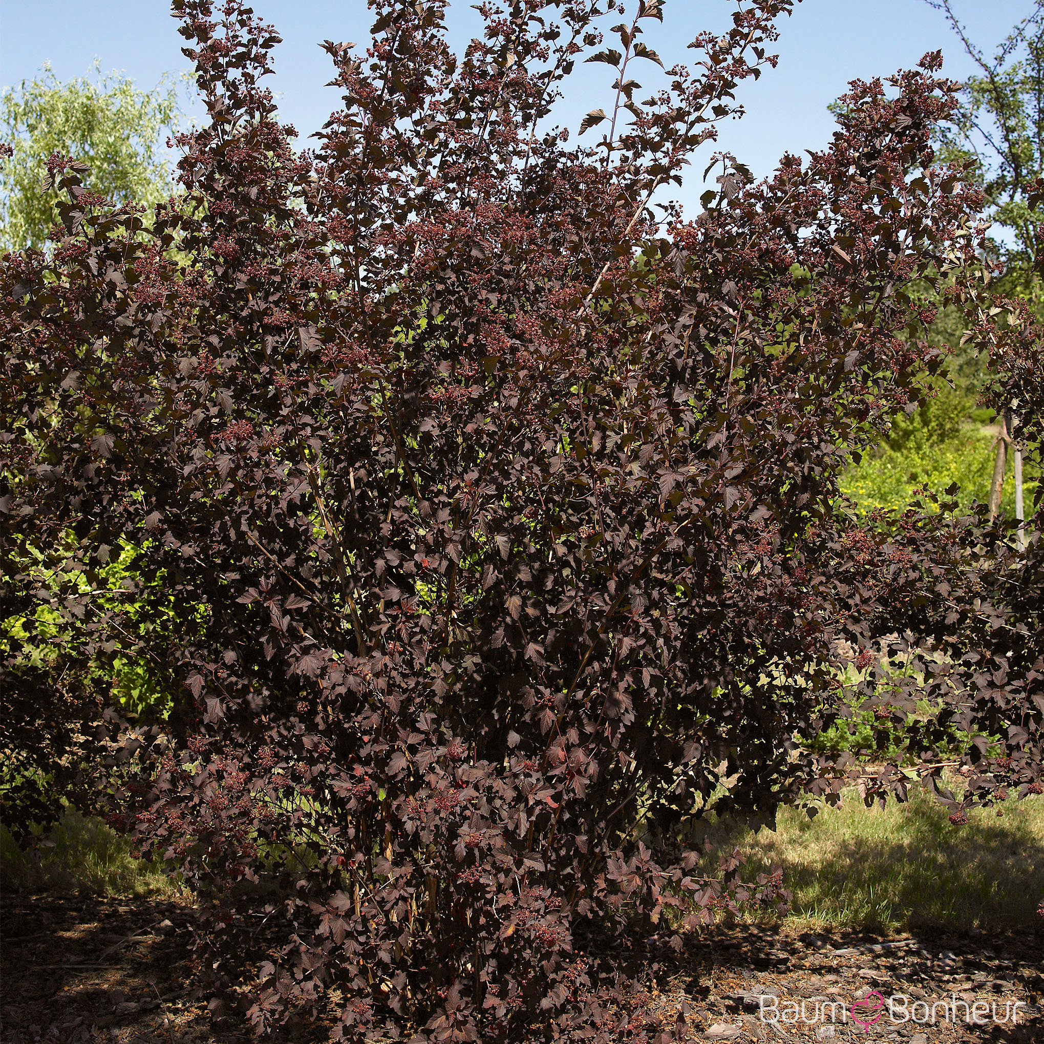 Physocarpus opulifolius 'Diabolo'