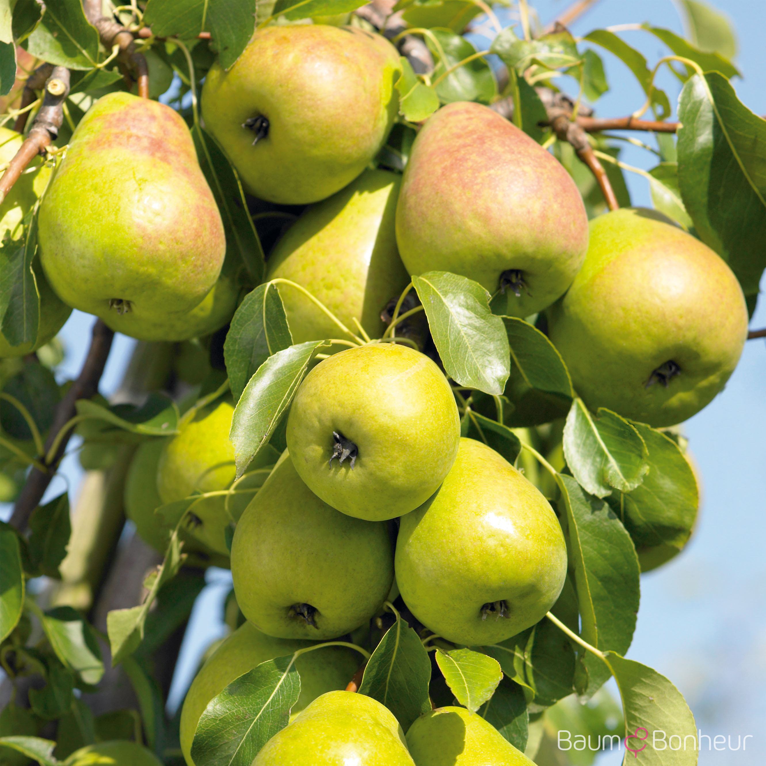 Pyrus communis 'Alexander Lucas'