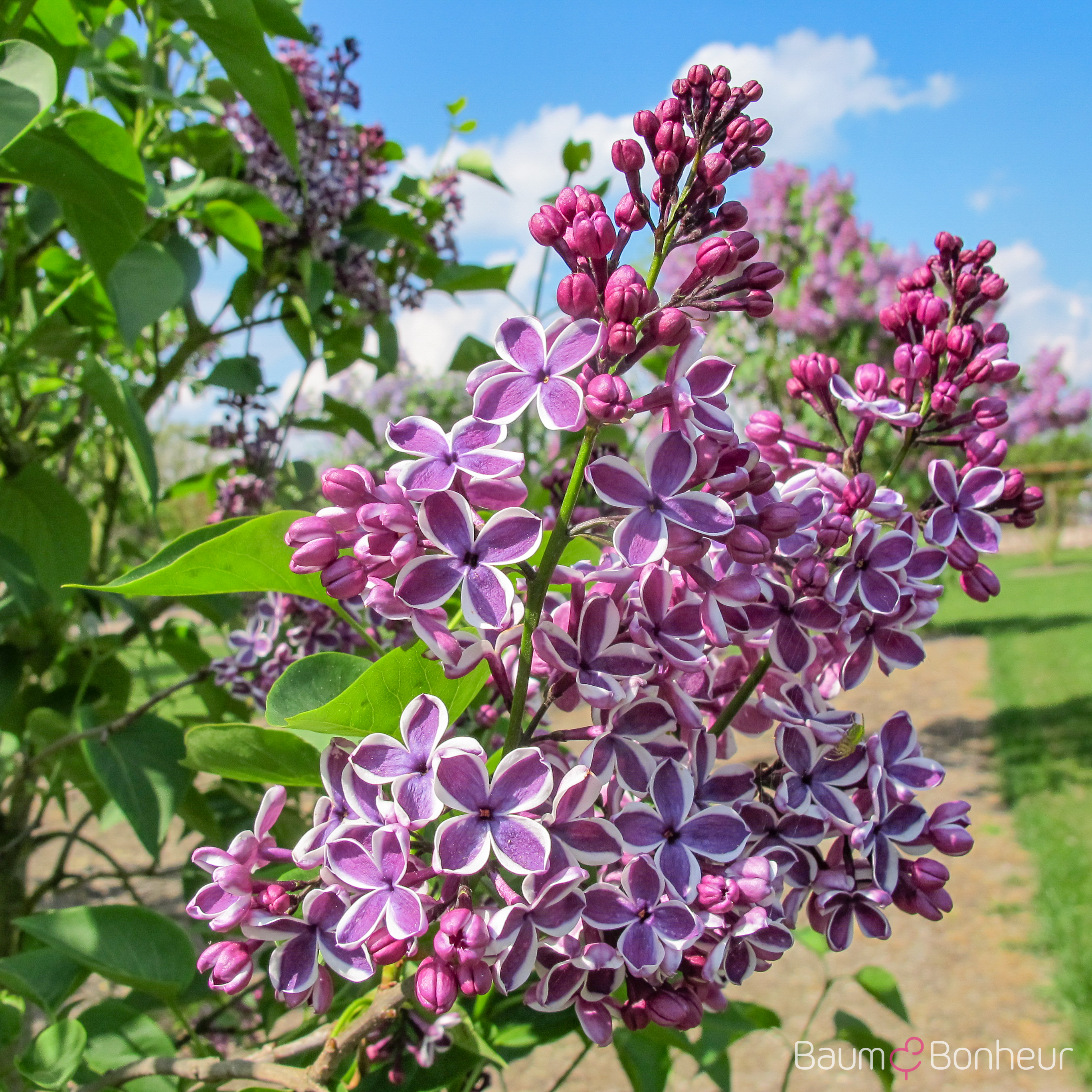 Syringa vulgaris 'Sensation'