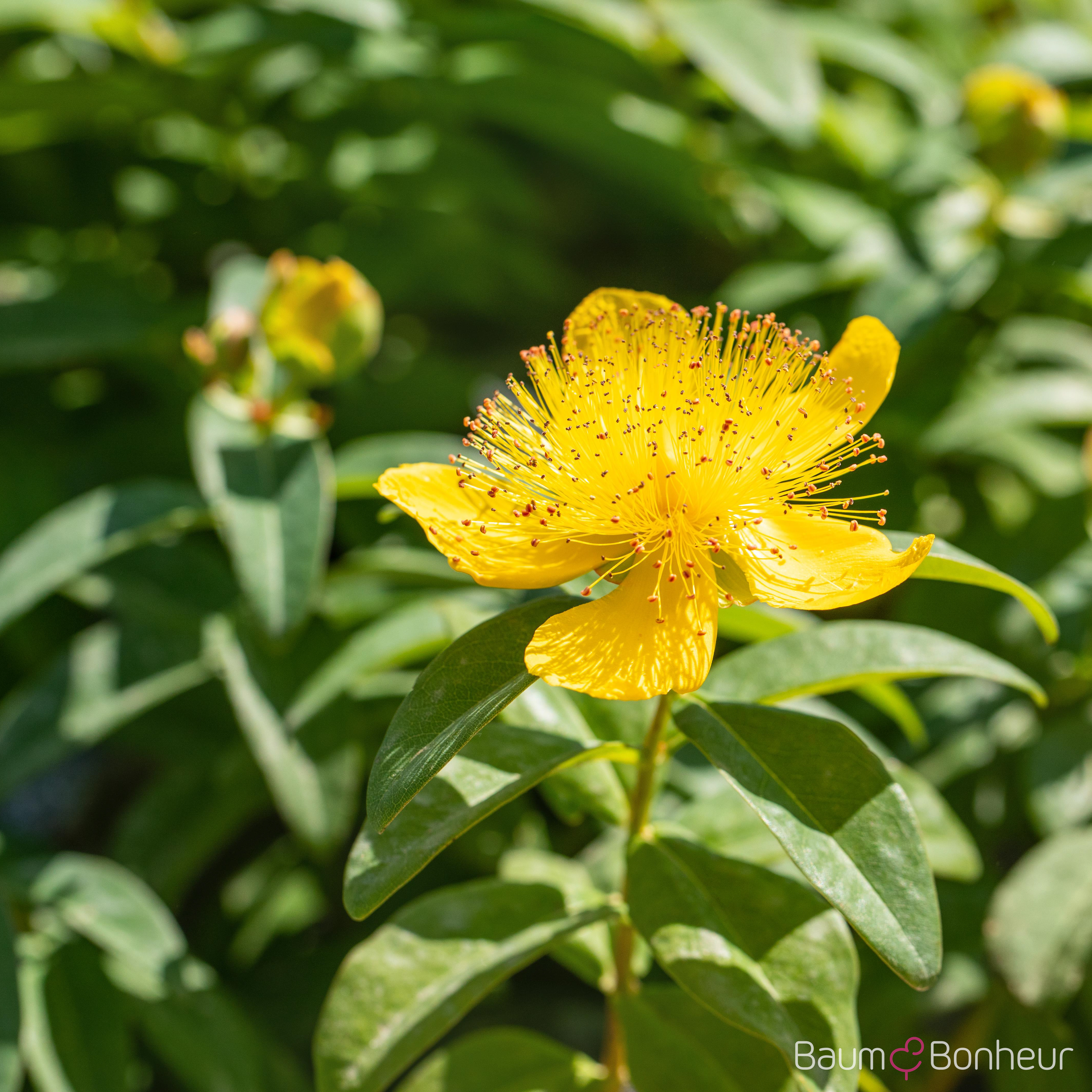 Hypericum calycinum