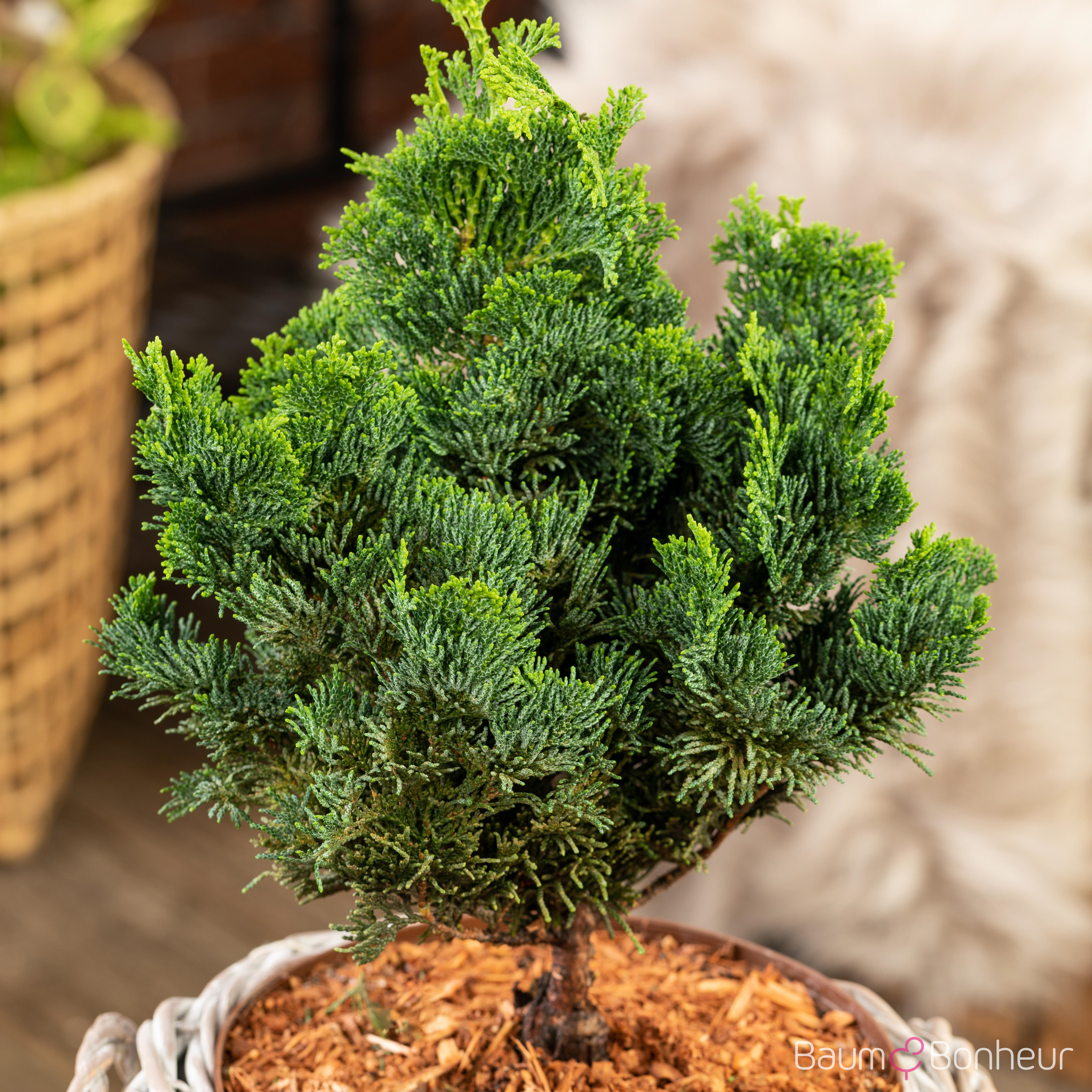 Chamaecyparis obtusa 'Nana Gracilis'