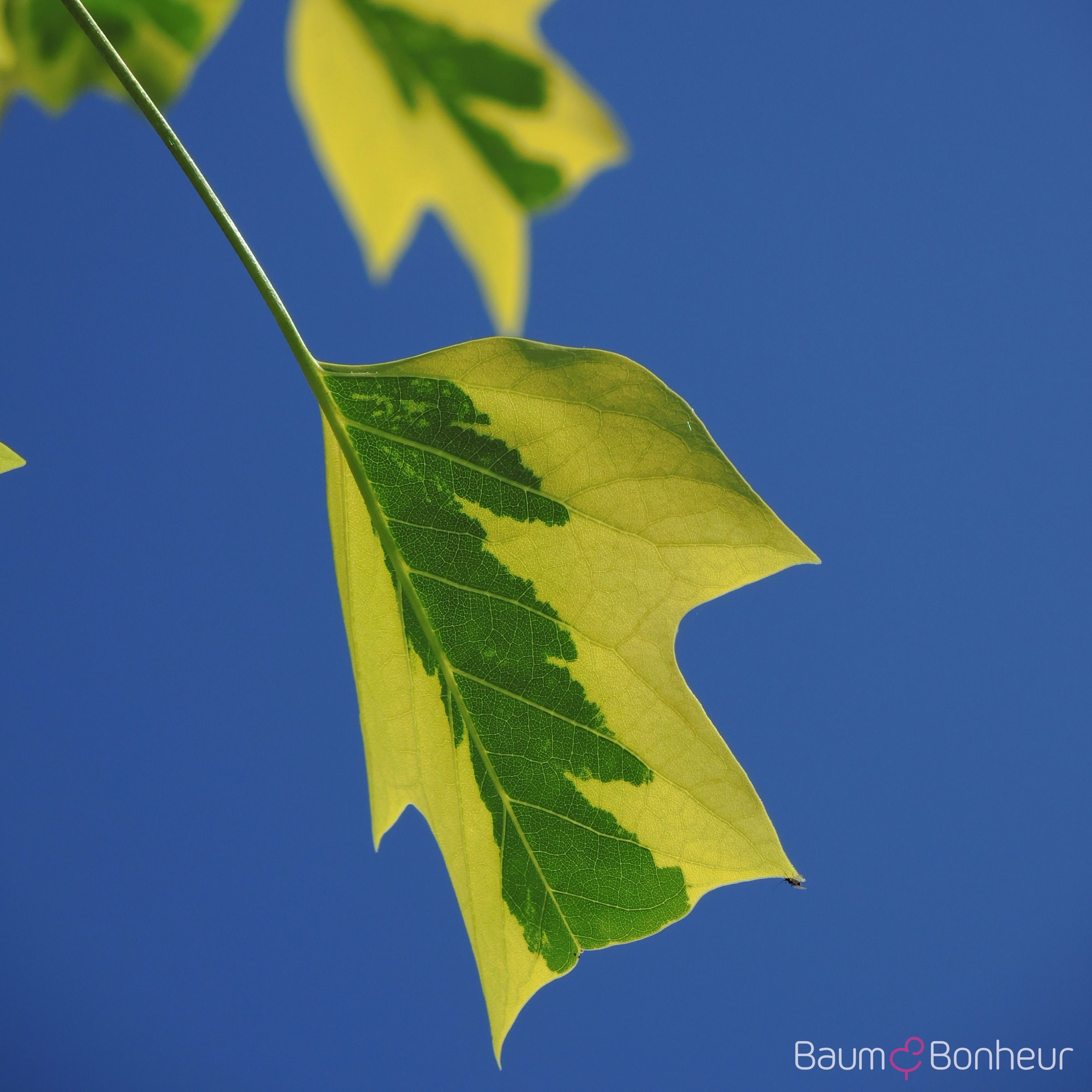 Liriodendron tulipifera 'Aureomarginatum'